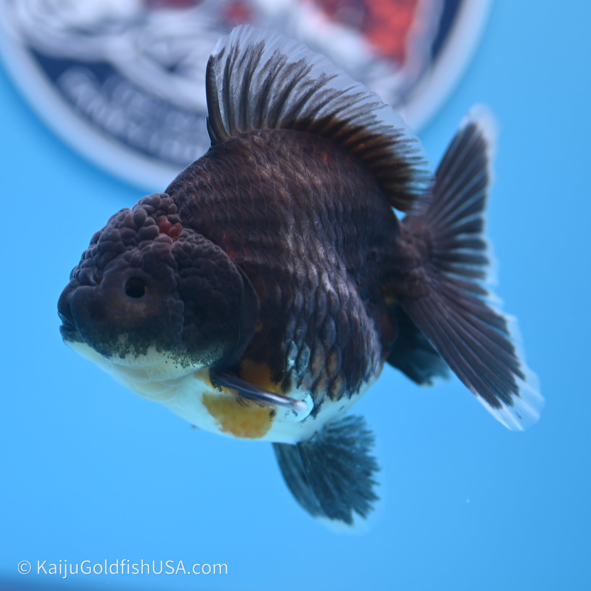 Shogun Godzilla Kirin Oranda 3.5in Body (240719_OR01) - Kaiju Goldfish USA