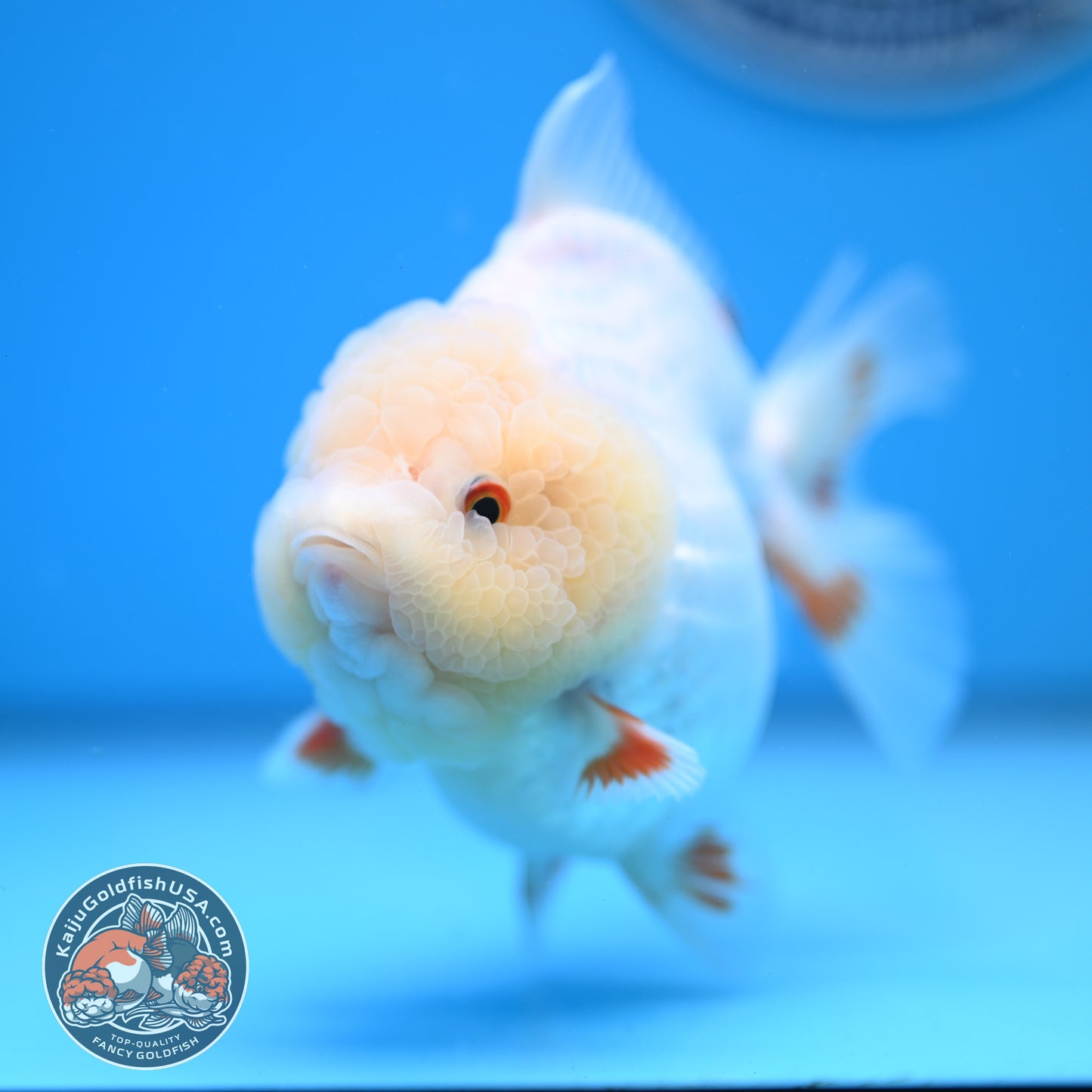 Jade Head Red White Oranda 4 inches Body (250523_OR01)
