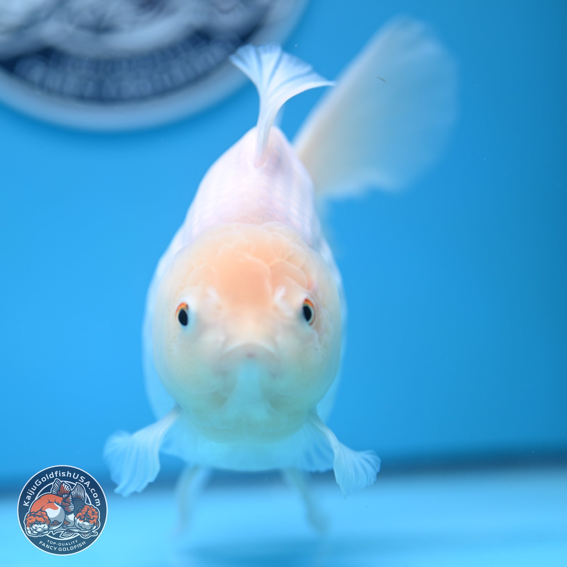 Snow White Rose Tail Oranda 4-7 inches (240906_OR01) - Kaiju Goldfish USA