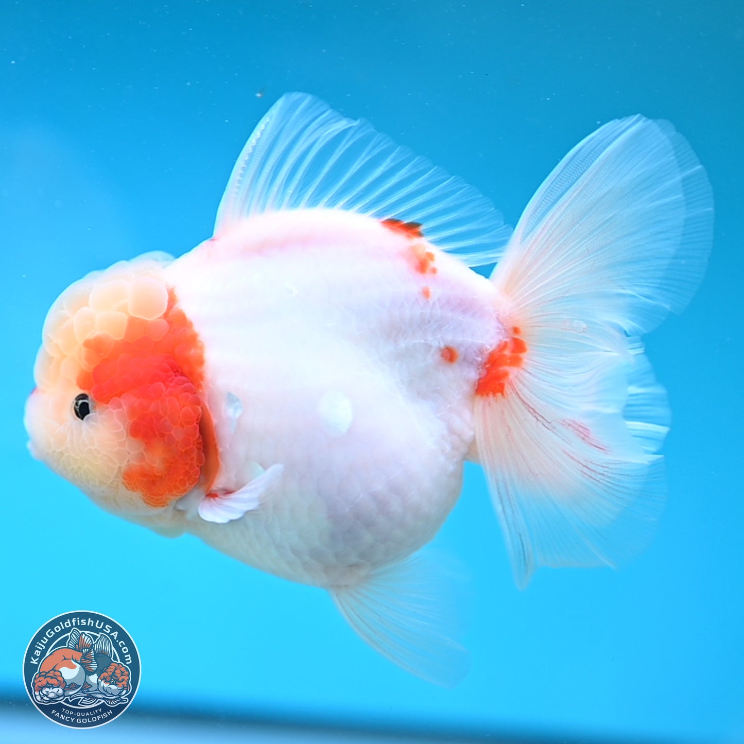 Sakura Rose Tail Oranda 4 inches Body - Female (250207_OR01)