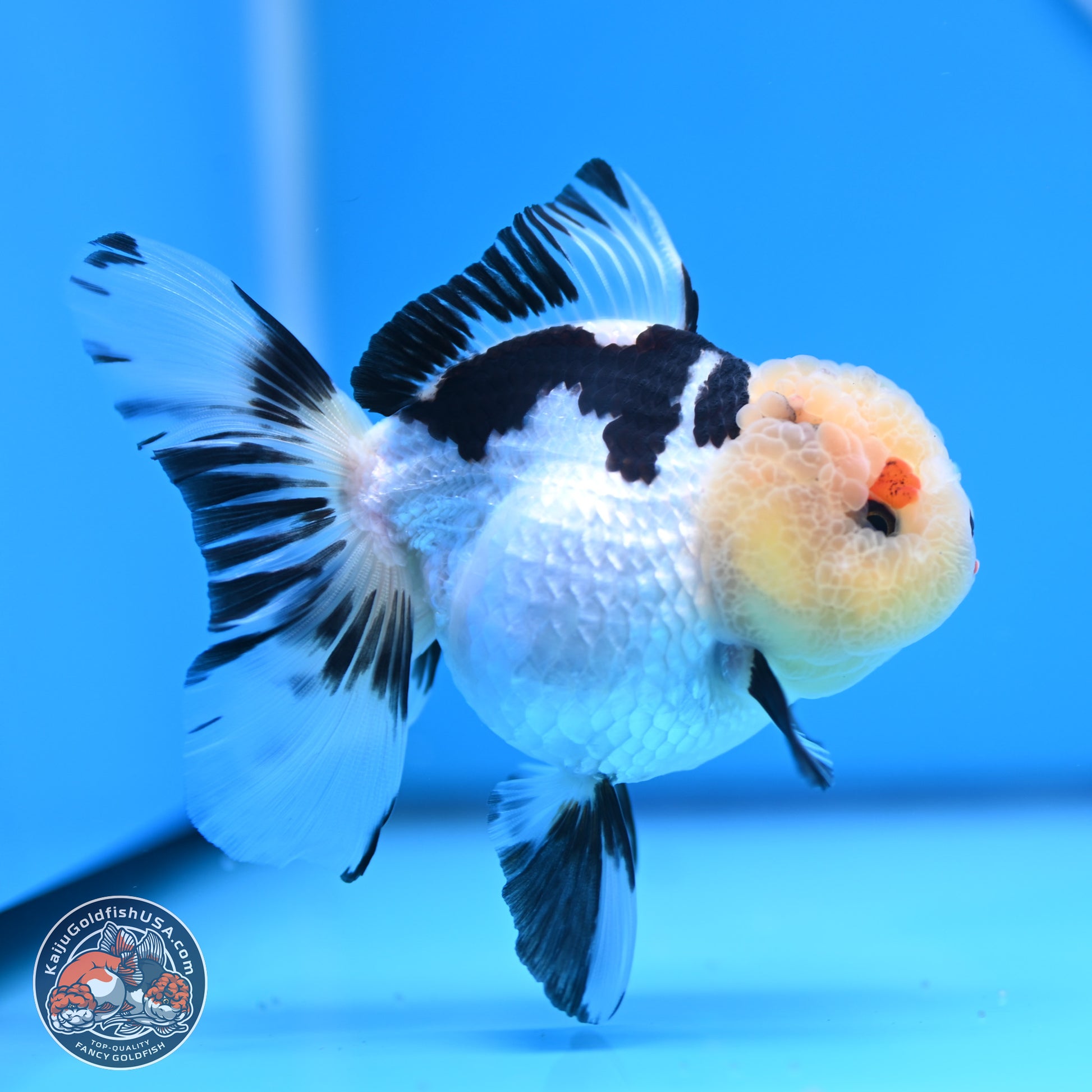 Panda Rose Tail Oranda 3.25in body (240809_OR01) - Kaiju Goldfish USA