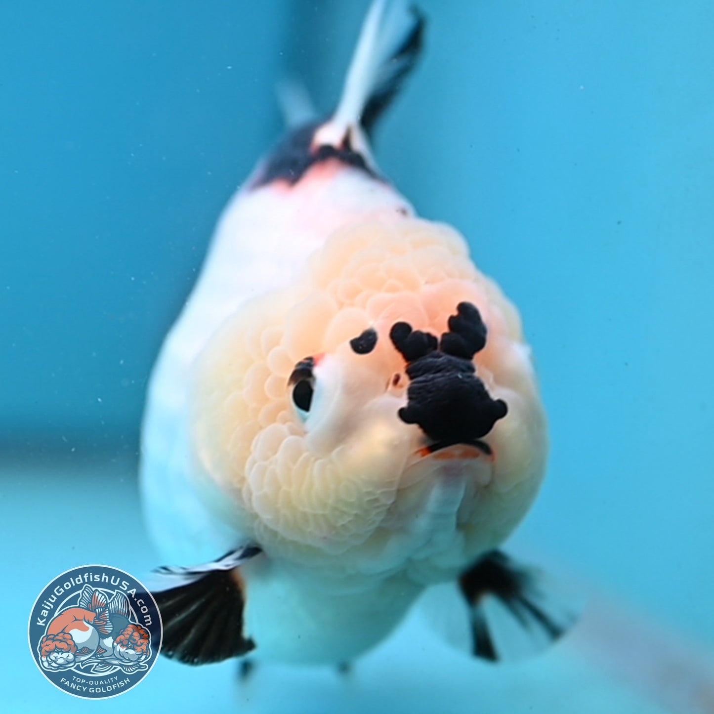 Panda Oranda 4 inch Body (251003_OR01)