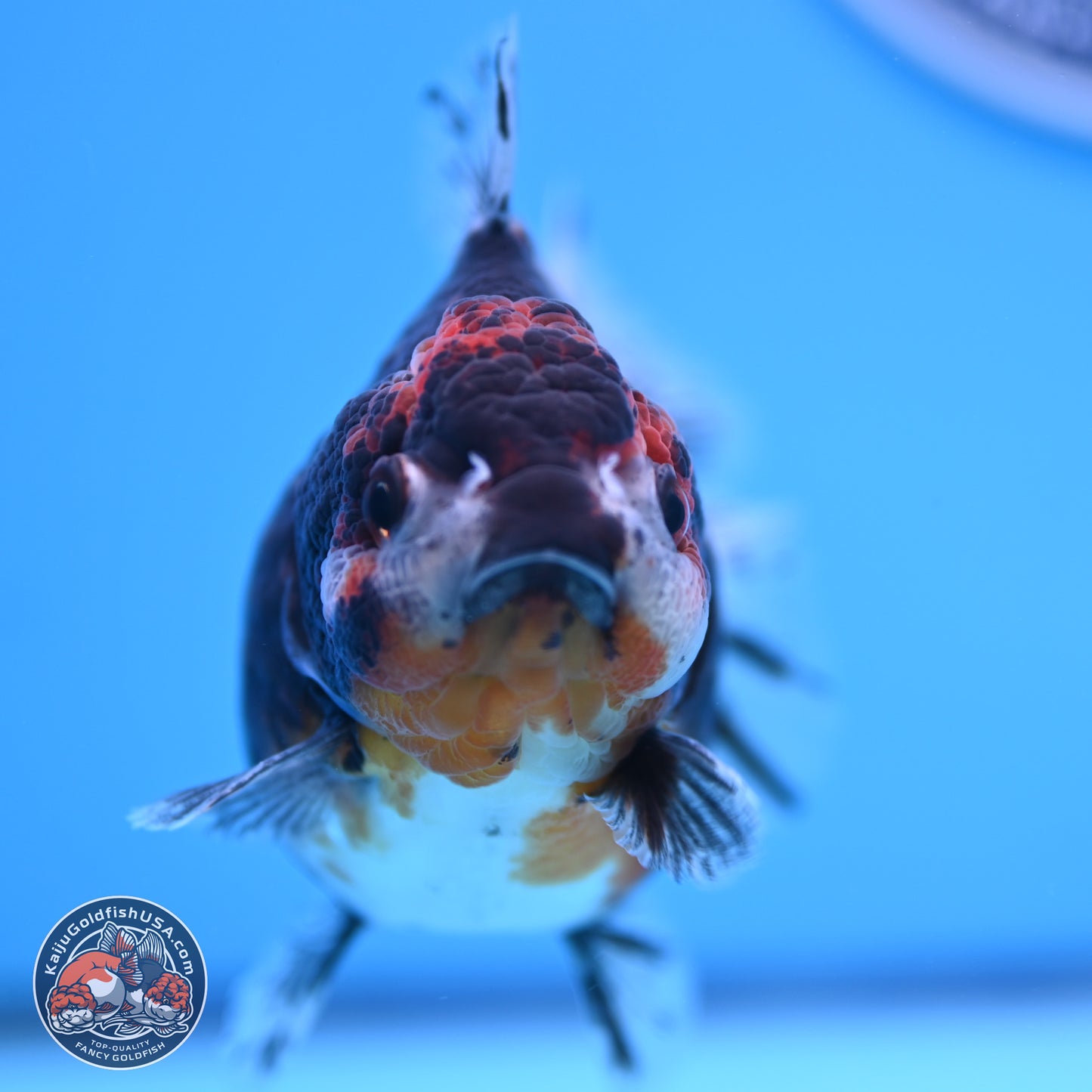 Shogun Kirin YuanBao Oranda 4in Body (240816_OR01) - Kaiju Goldfish USA