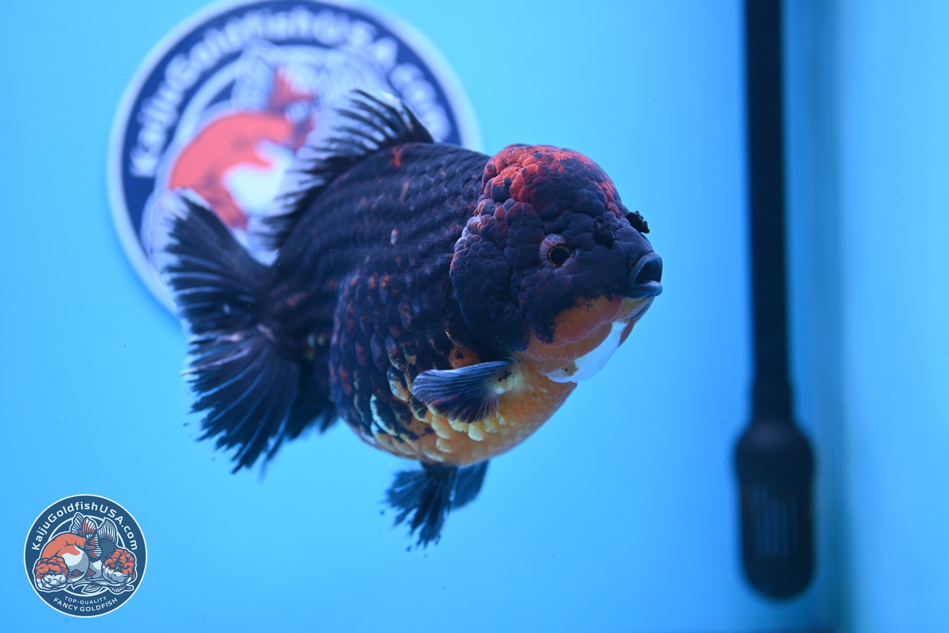 Super Jumbo Shogun Godzilla Red Kirin Oranda 7 inches (241025_OR01) - Kaiju Goldfish USA