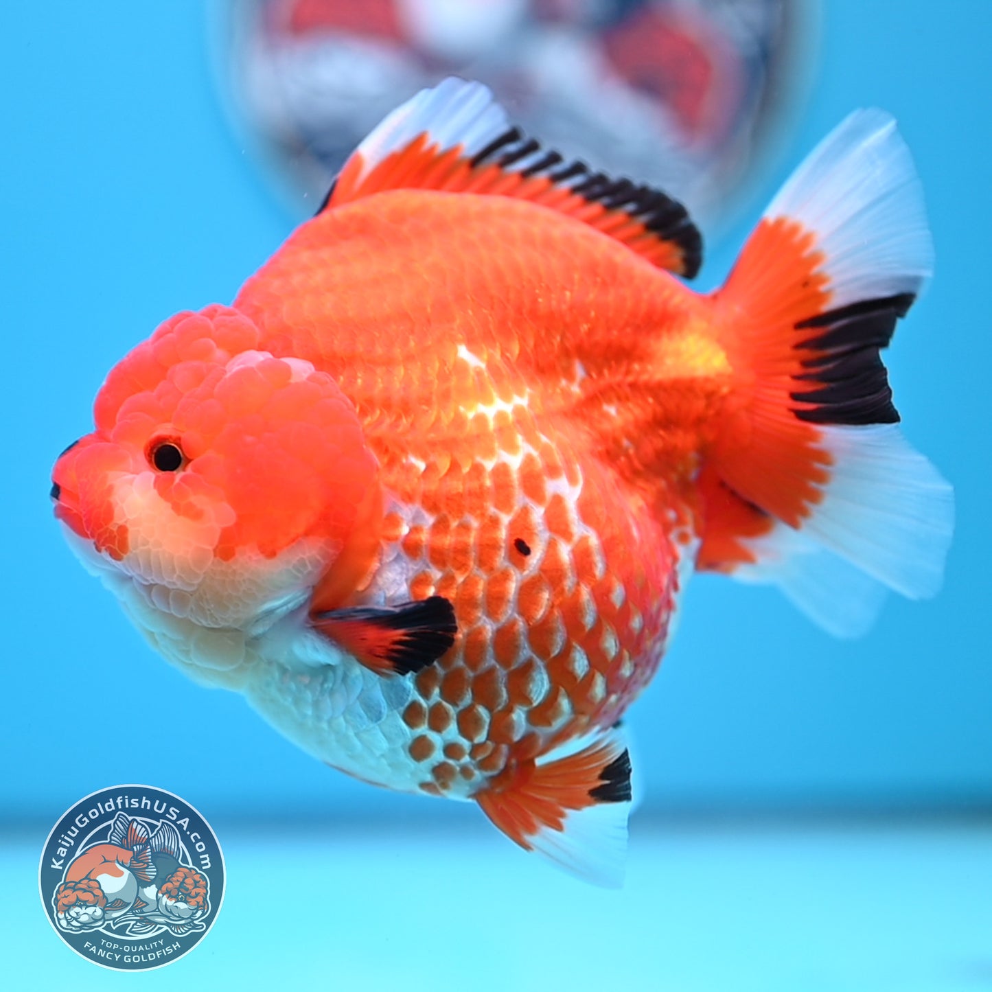 Jumbo Red White YuanBao Oranda 4.5 inches Body (250516_OR01)