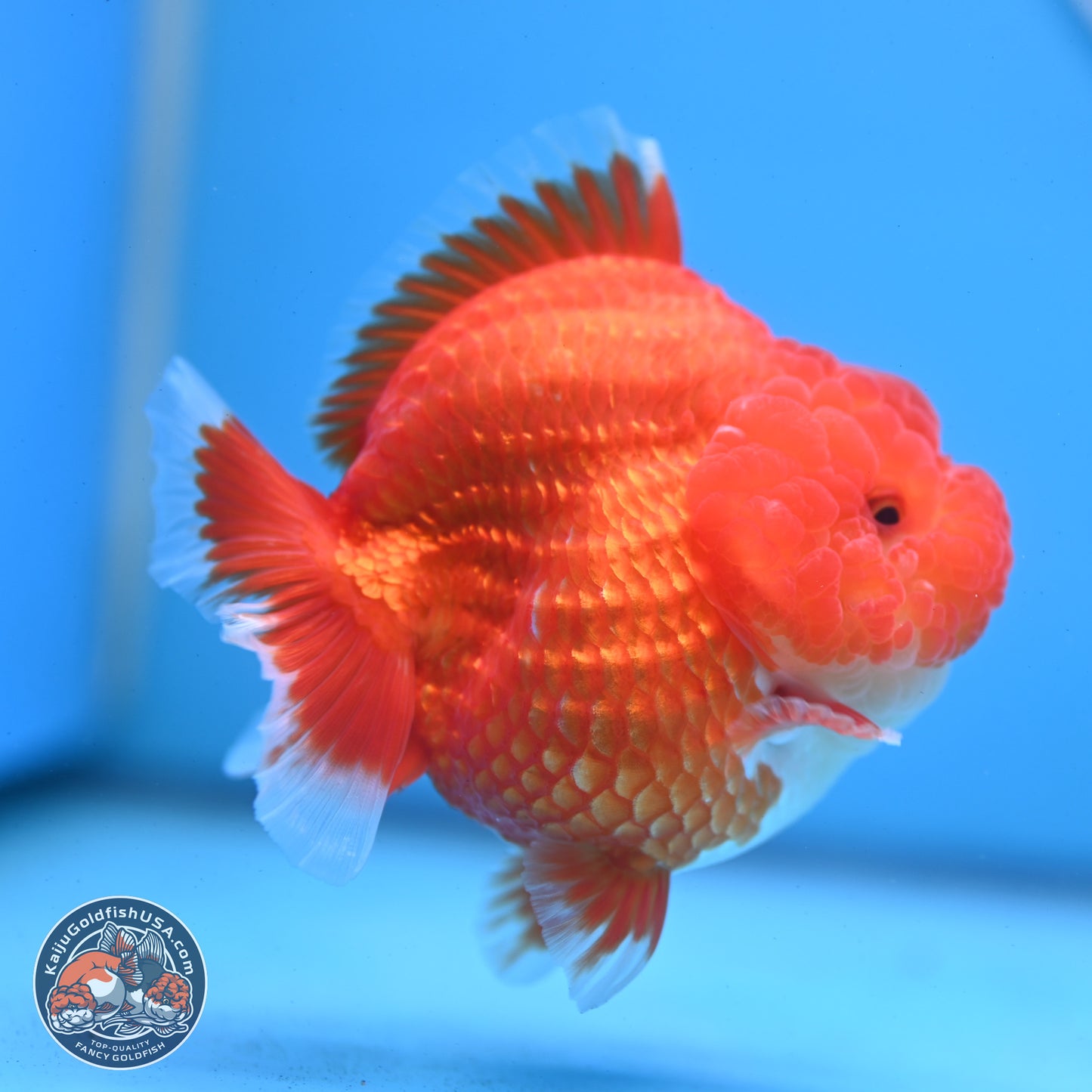 Red White YuanBao Oranda 3.5 inches Body - Female (250103_OR01) - Kaiju Goldfish USA