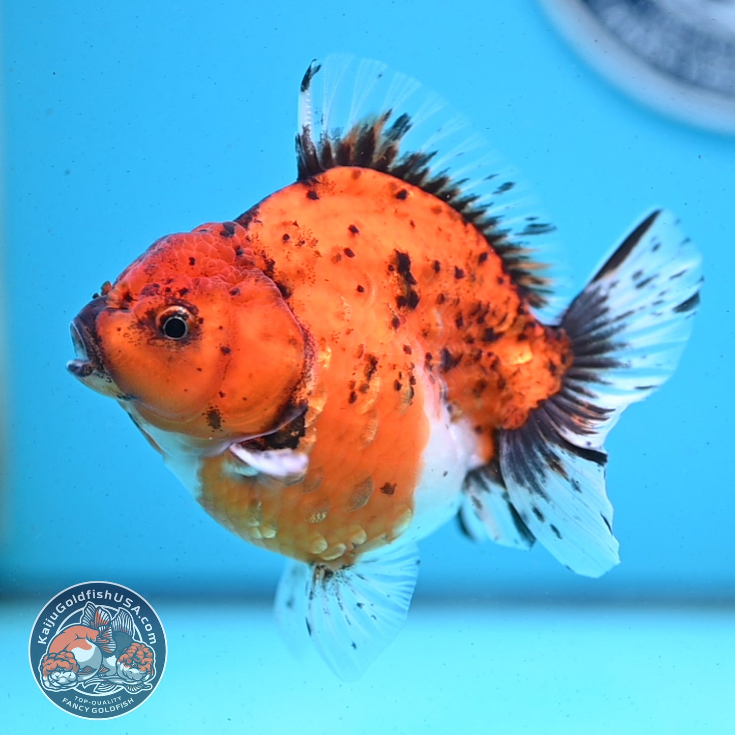 Shogun Tiger Oranda 3.8 inches Body - Female (250418_OR01)