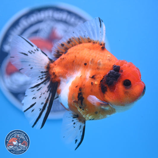 Shogun Tricolor Rose Tail Sakura Oranda 3.5in Body (240802_OR01) - Kaiju Goldfish USA