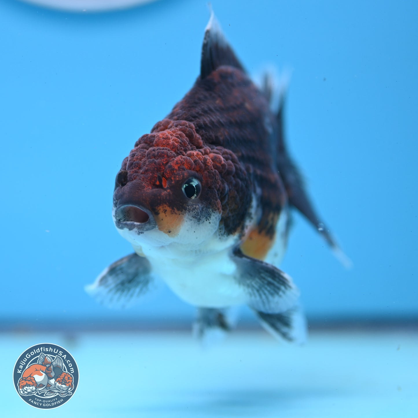 Shogun Kirin Oranda 3.5-4 inches (241004_OR01) - Kaiju Goldfish USA