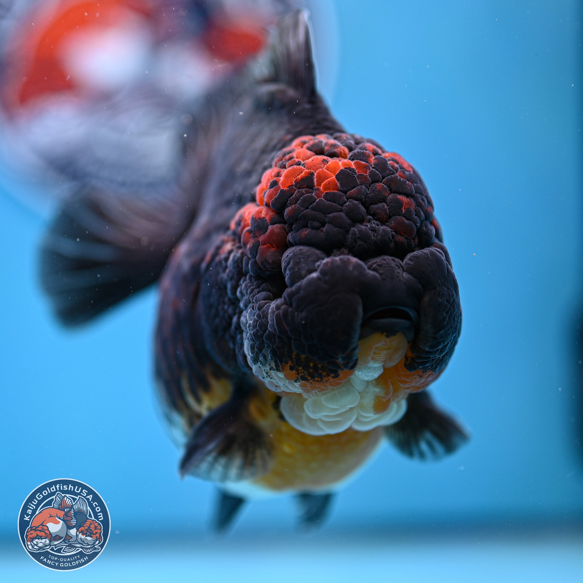 Jumbo Shogun Godzilla Kirin Oranda 5in Body (240823_OR1) - Overnight shipping only - Kaiju Goldfish USA