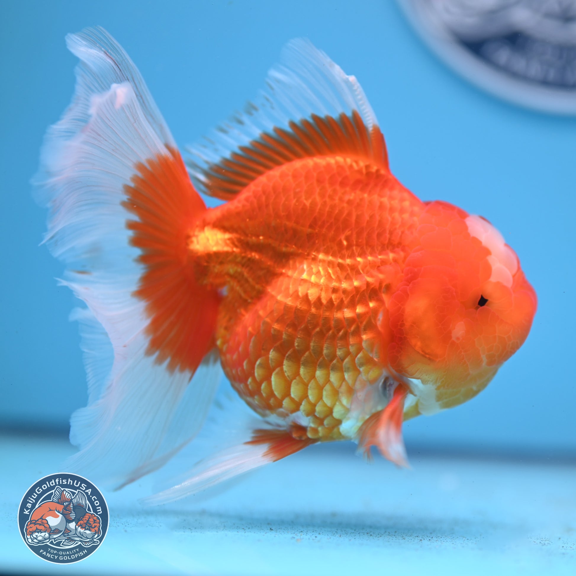 Jade Seal Red White Rose Tail Oranda 4-5 inches (240913_OR01) - Kaiju Goldfish USA