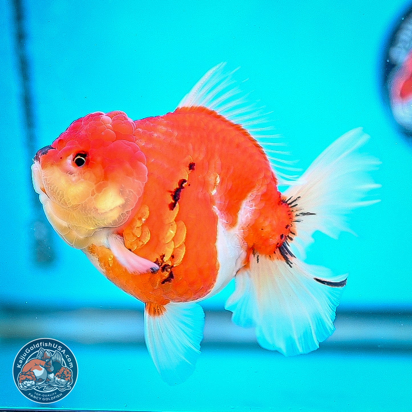 Tricolor Sakura Rose Tail Oranda 4 inches Body - Female (250214_OR01)