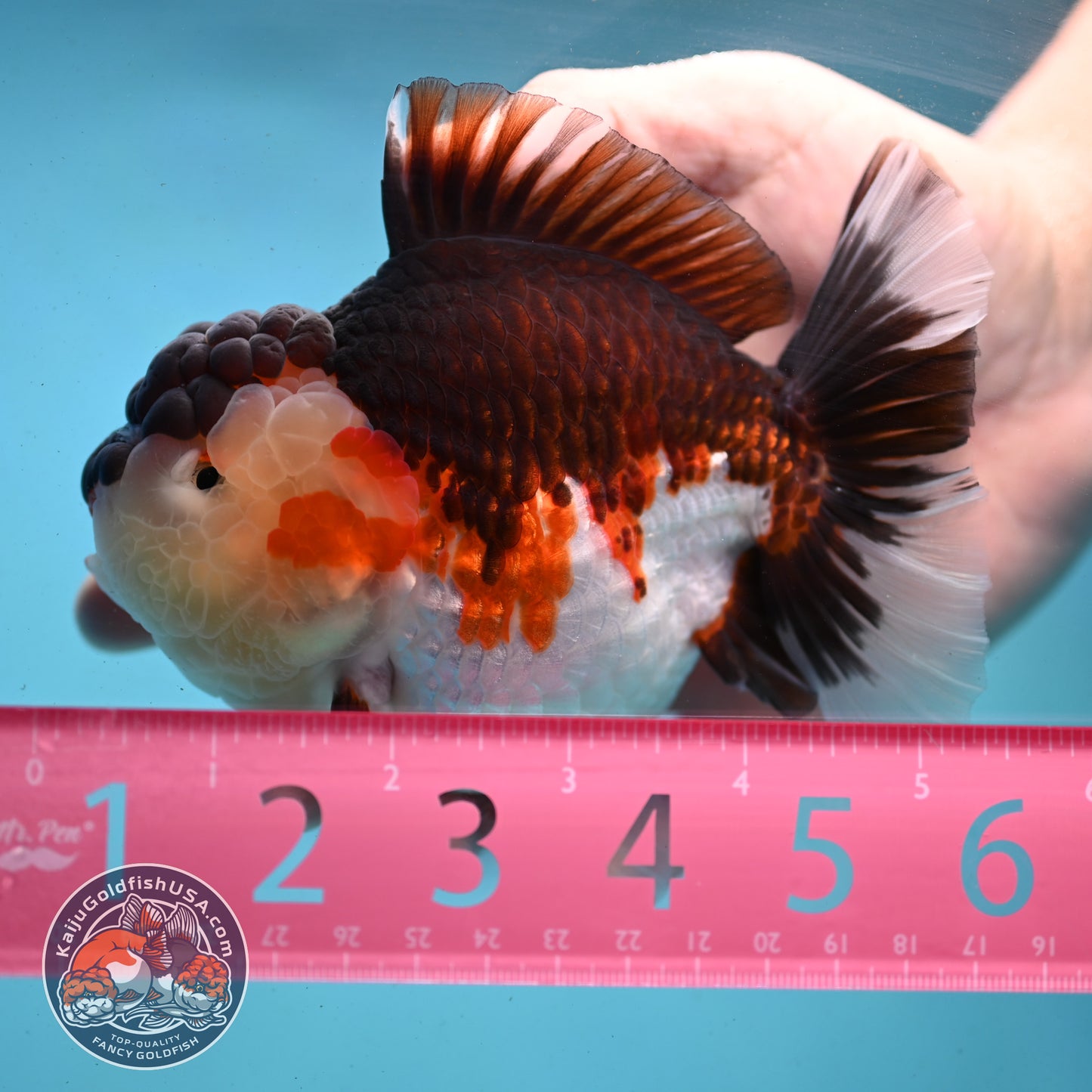 AAA Grade Tricolor Oranda 4.5 inch Body (250919_OR01)