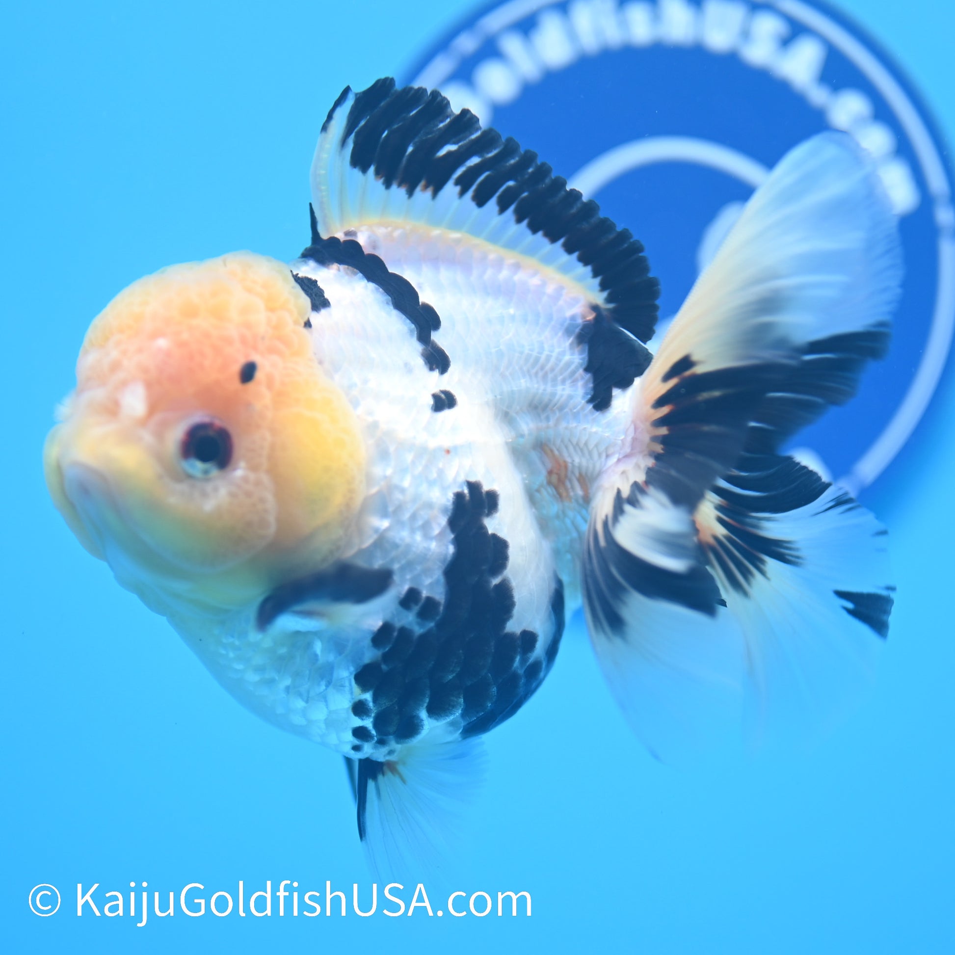 Panda Oranda 5 inches(240510_OR01) - Kaiju Goldfish USA