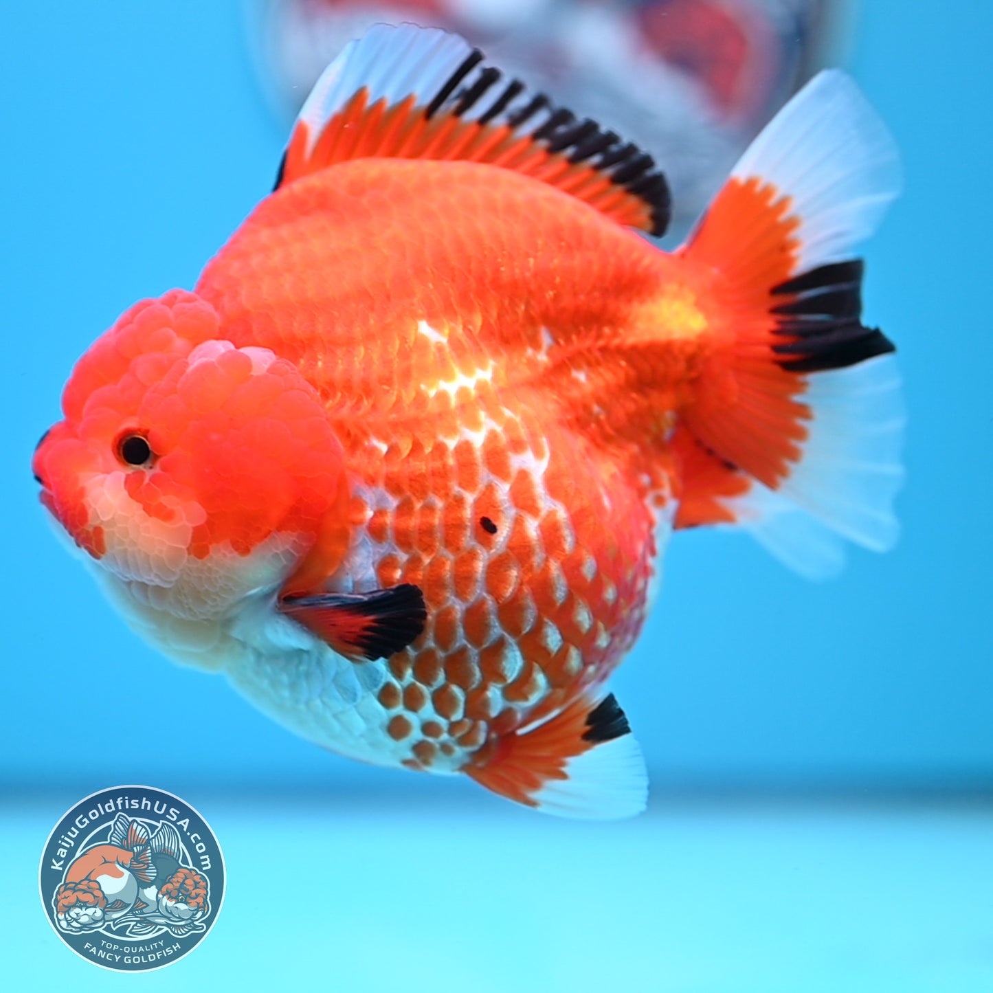 Jumbo Red White YuanBao Oranda 4.5 inches Body (250516_OR01)