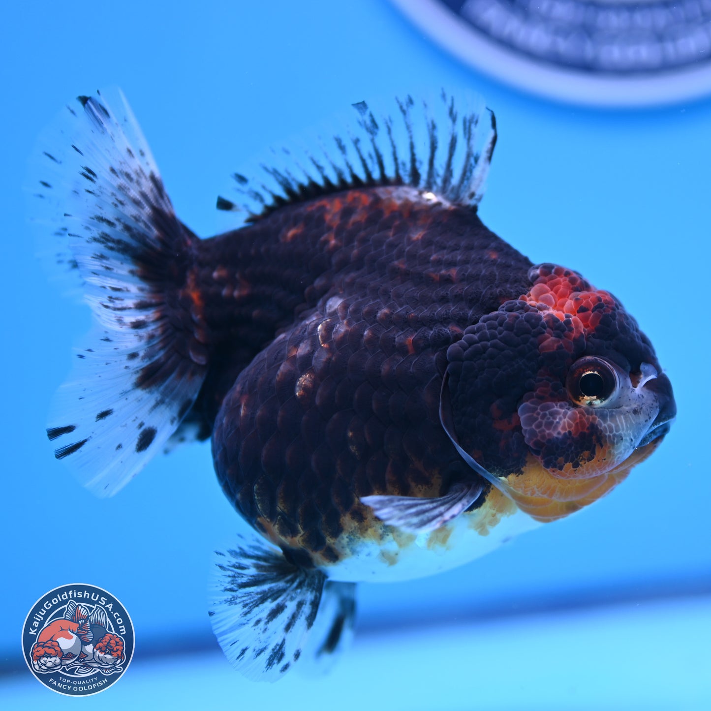 Shogun Kirin YuanBao Oranda 4in Body (240816_OR01) - Kaiju Goldfish USA