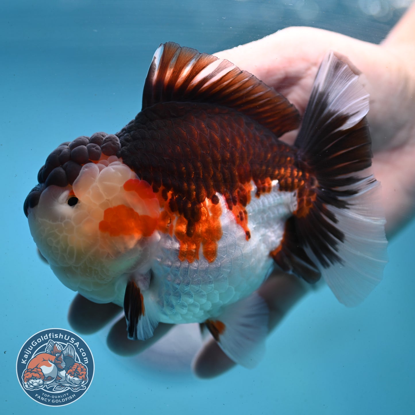 AAA Grade Tricolor Oranda 4.5 inch Body (250919_OR01)