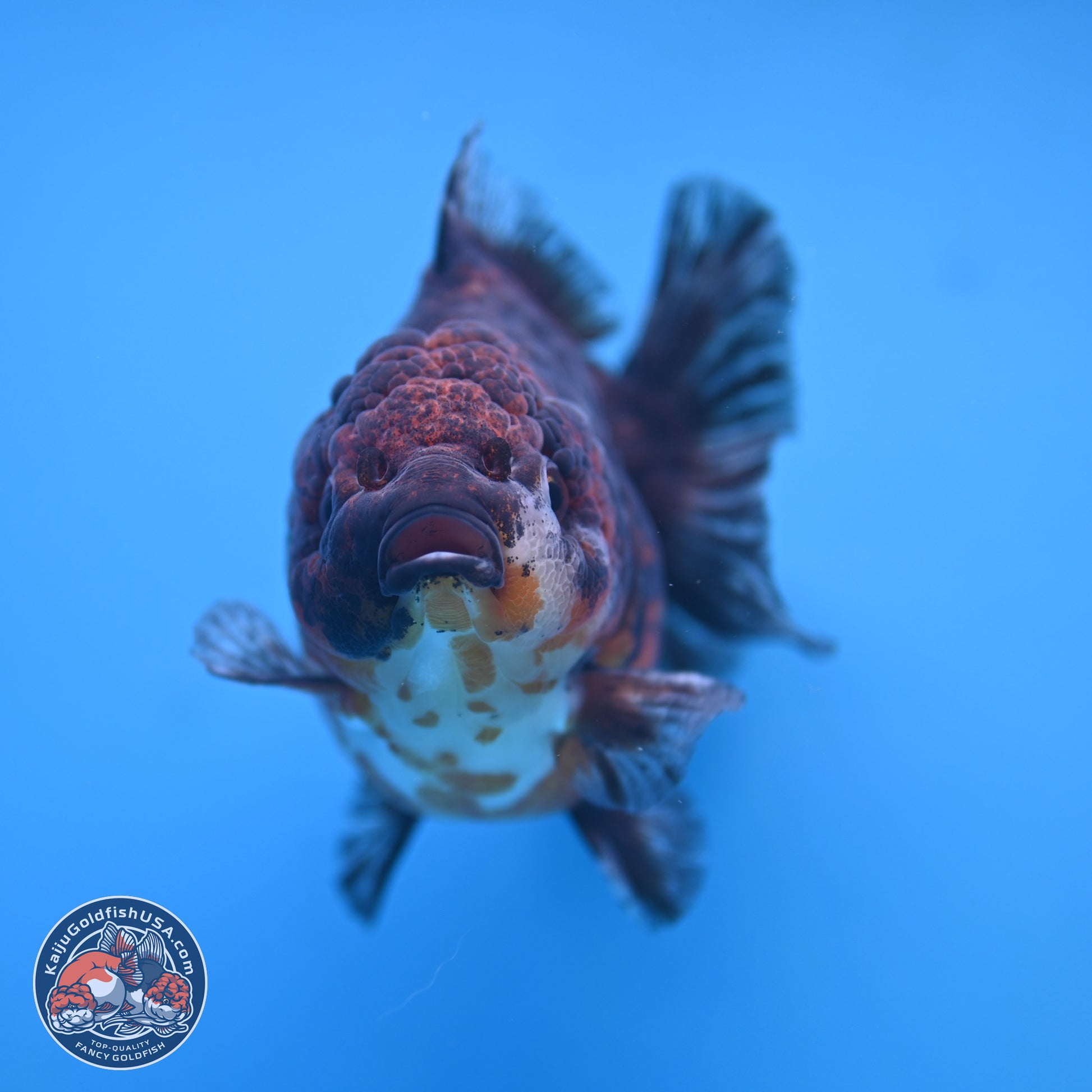 Kirin YuanBao Oranda 5 inches - Female (241115_OR01) - Kaiju Goldfish USA