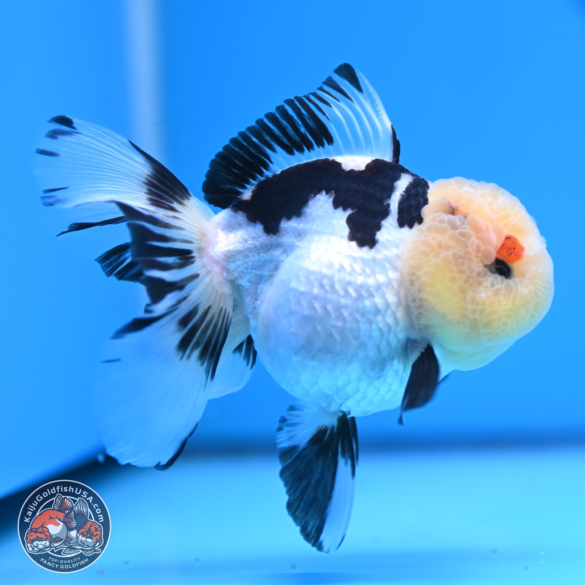 Panda Rose Tail Oranda 3.25in body (240809_OR01) - Kaiju Goldfish USA