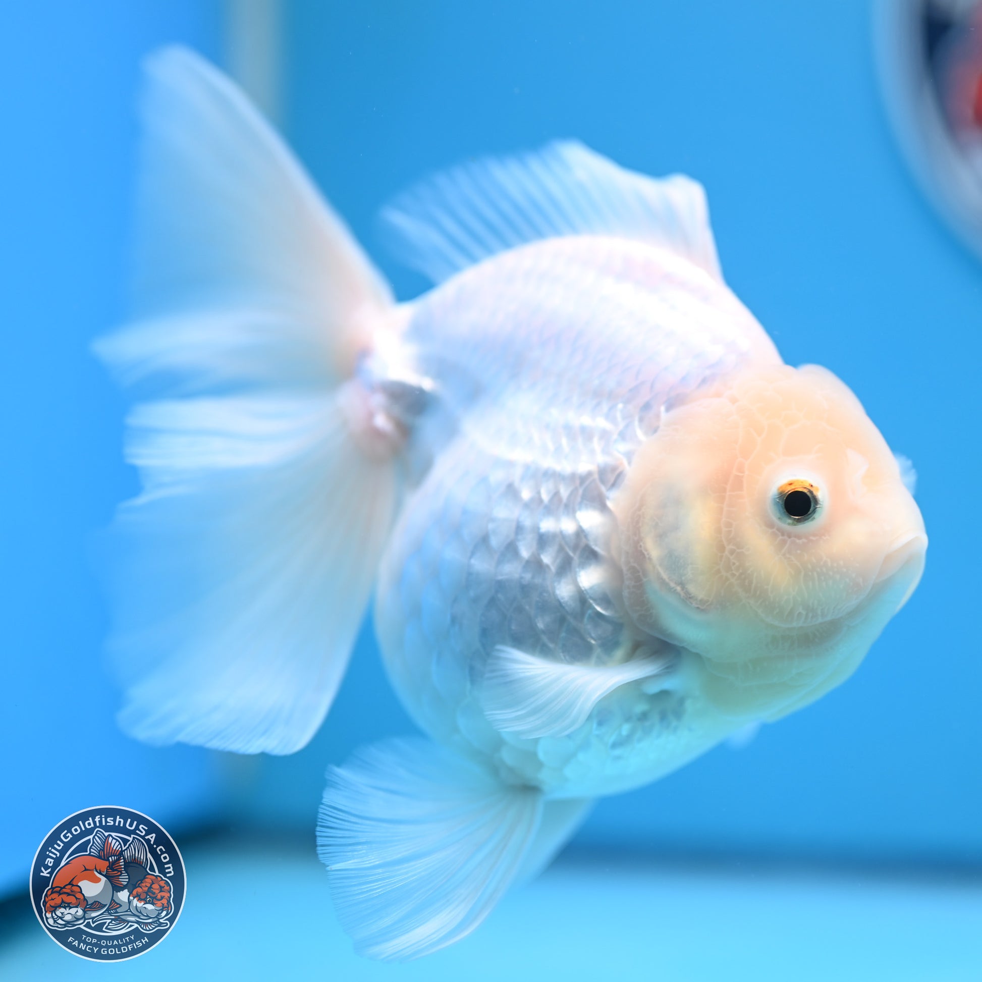 Snow White Rose Tail Oranda 4-7 inches (240906_OR01) - Kaiju Goldfish USA