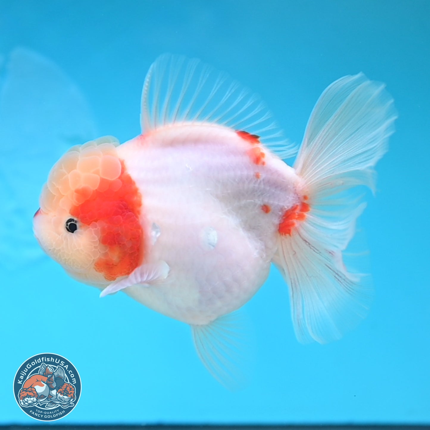 Sakura Rose Tail Oranda 4 inches Body - Female (250207_OR01)