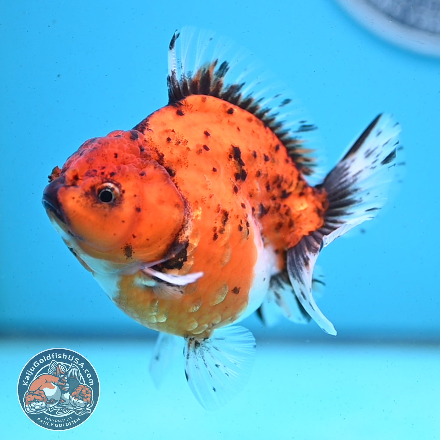 Shogun Tiger Oranda 3.8 inches Body - Female (250418_OR01)