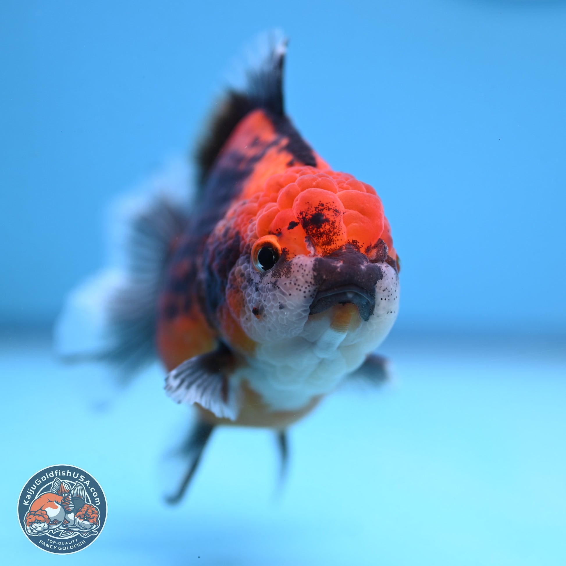 Shogun Kirin Oranda 3.75-4.5 in (241011_OR01) - Kaiju Goldfish USA