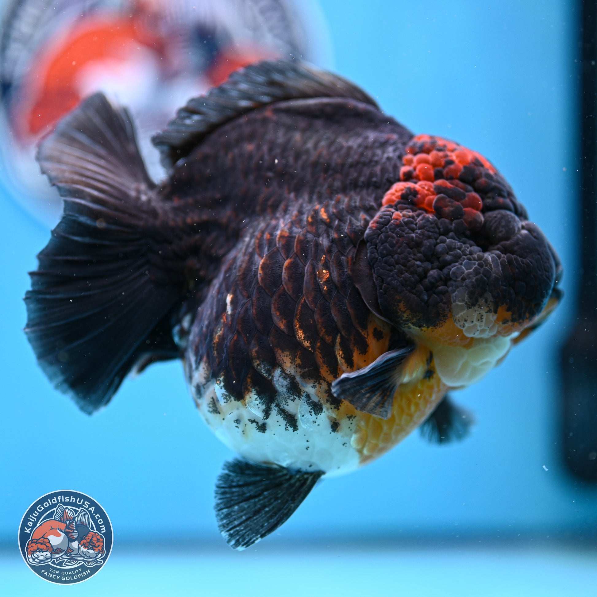 Jumbo Shogun Godzilla Kirin Oranda 5in Body (240823_OR1) - Overnight shipping only - Kaiju Goldfish USA