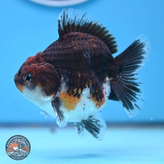 Shogun Kirin Oranda 3.5-4 inches (241004_OR01) - Kaiju Goldfish USA