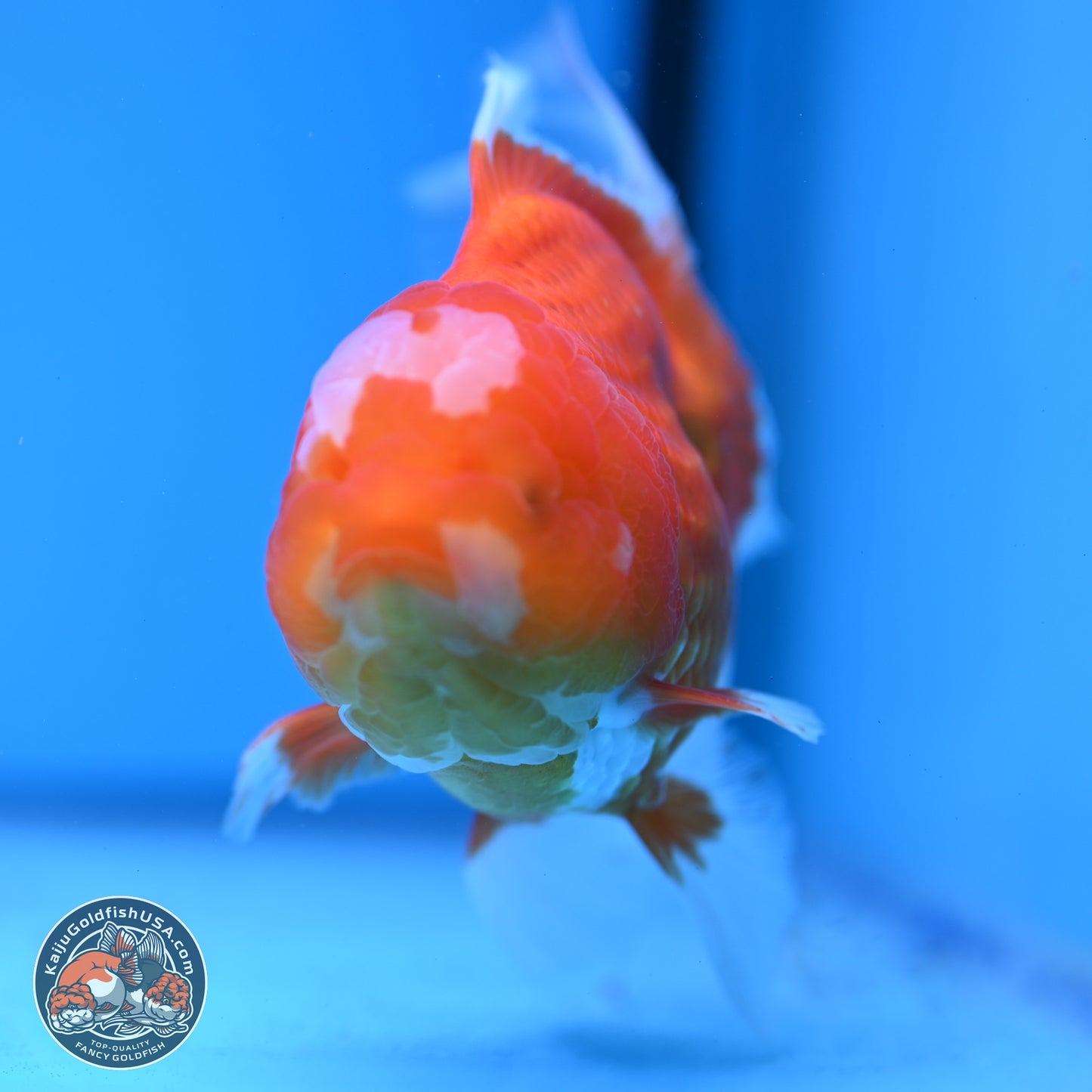 Jade Seal Red White Rose Tail Oranda 4-5 inches (240913_OR01) - Kaiju Goldfish USA