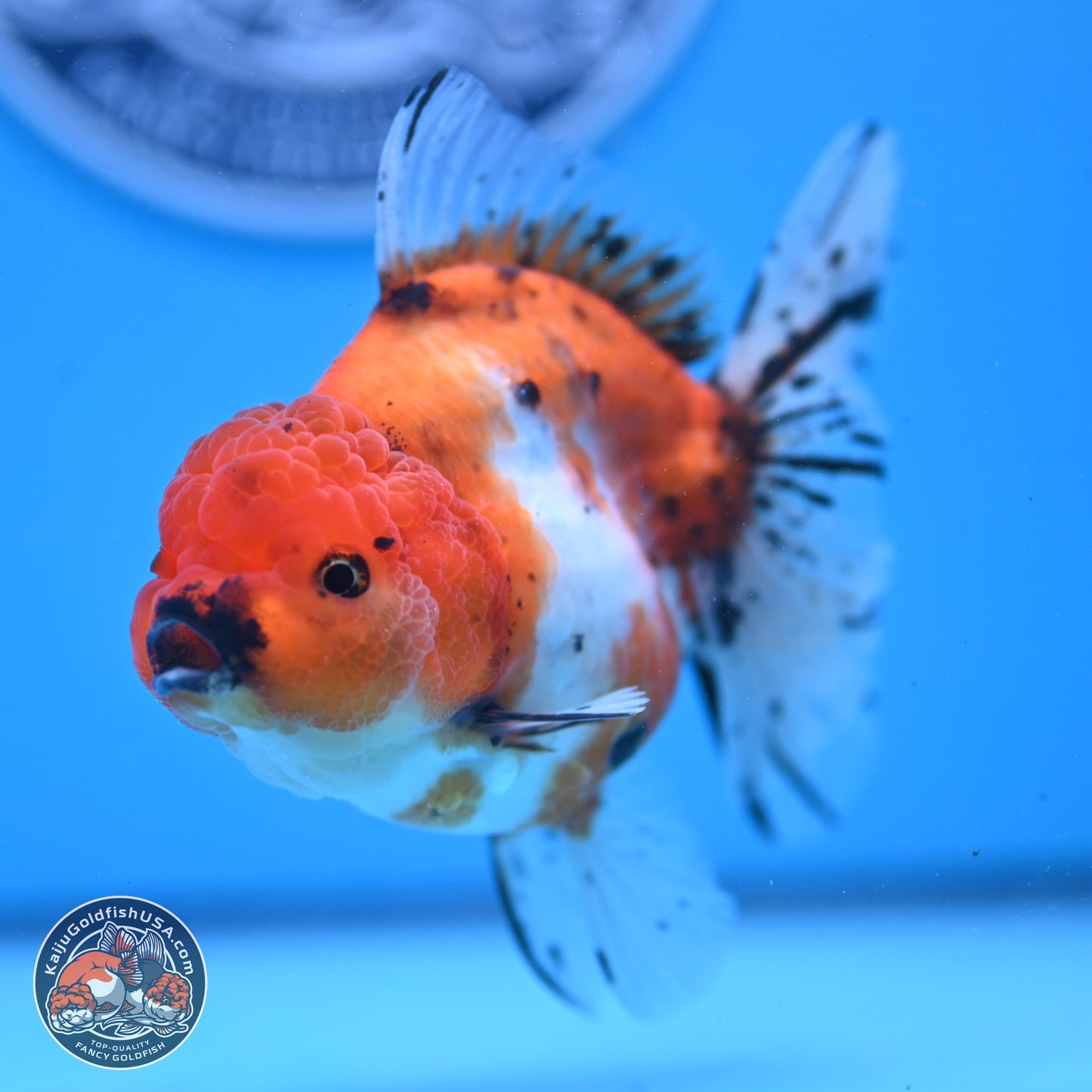 Shogun Tricolor Rose Tail Sakura Oranda 3.5in Body (240802_OR01) - Kaiju Goldfish USA