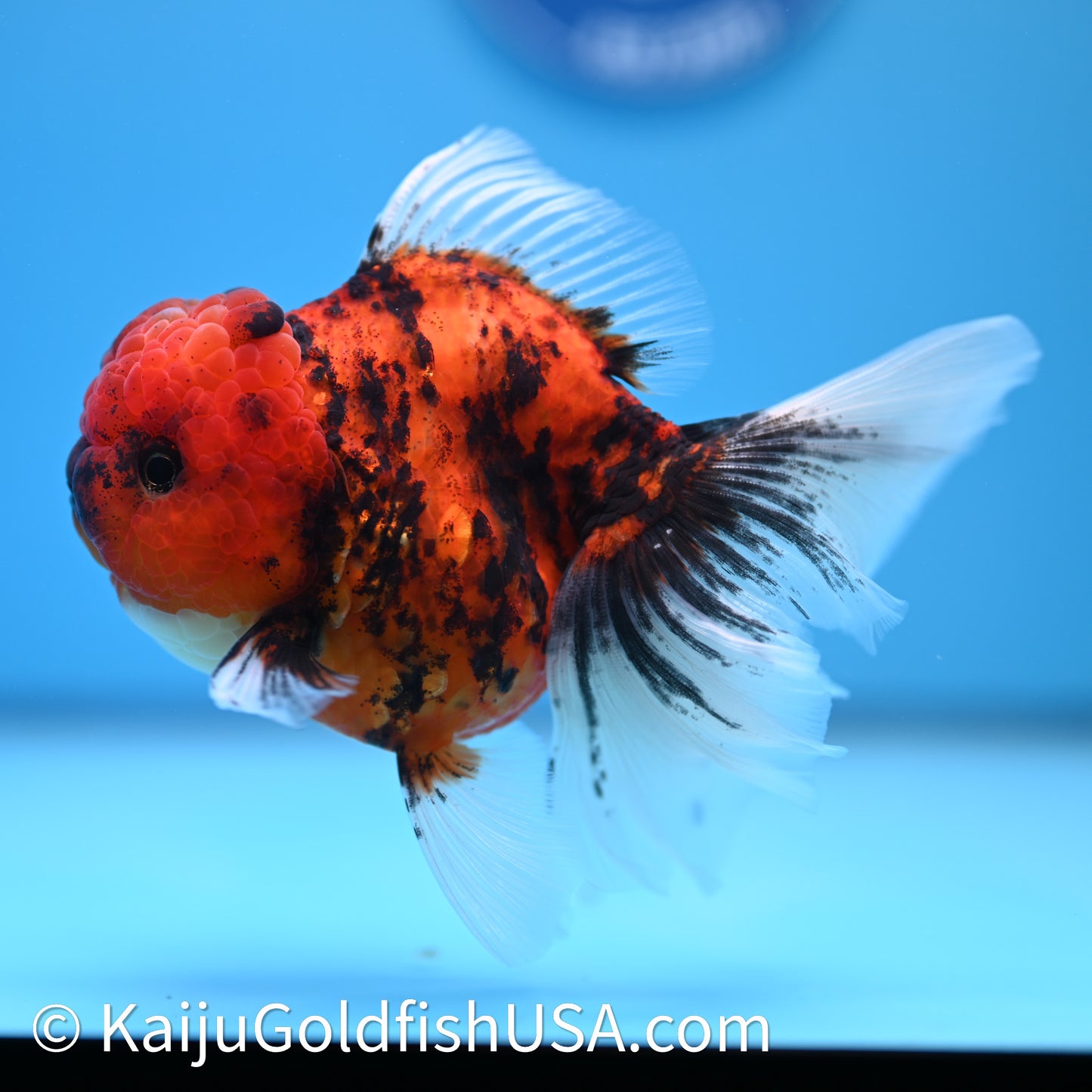 Tiger Rose Tail Oranda 3.75in Body (240628_OR01) - Kaiju Goldfish USA