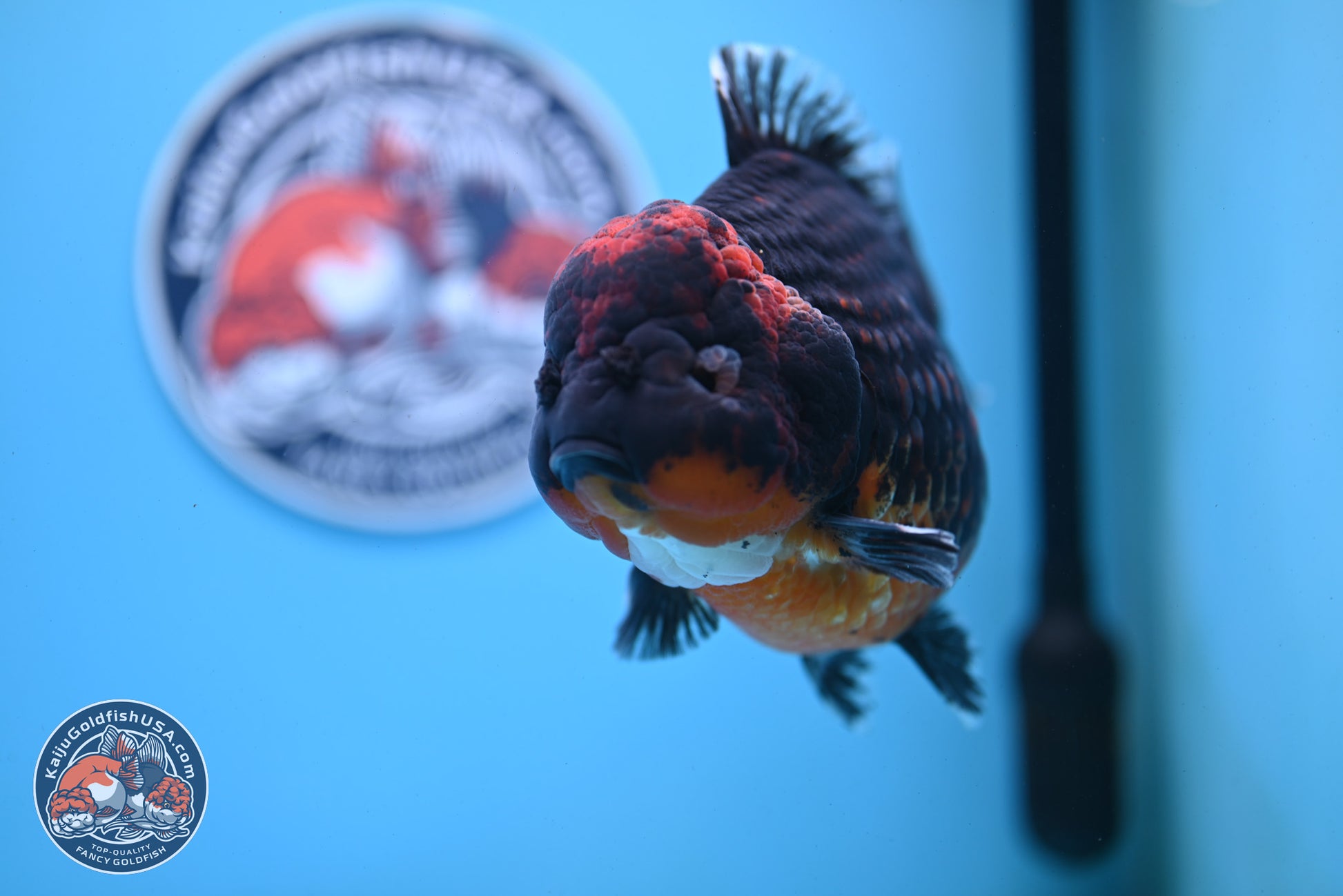 Super Jumbo Shogun Godzilla Red Kirin Oranda 7 inches (241025_OR01) - Kaiju Goldfish USA