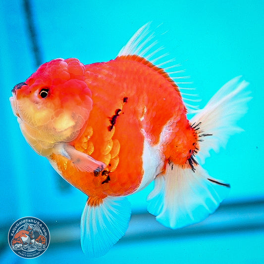 Tricolor Sakura Rose Tail Oranda 4 inches Body - Female (250214_OR01)