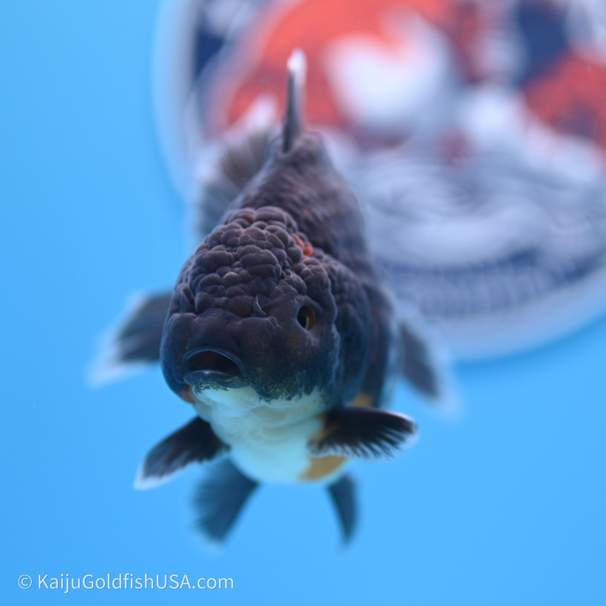 Shogun Godzilla Kirin Oranda 3.5in Body (240719_OR01) - Kaiju Goldfish USA