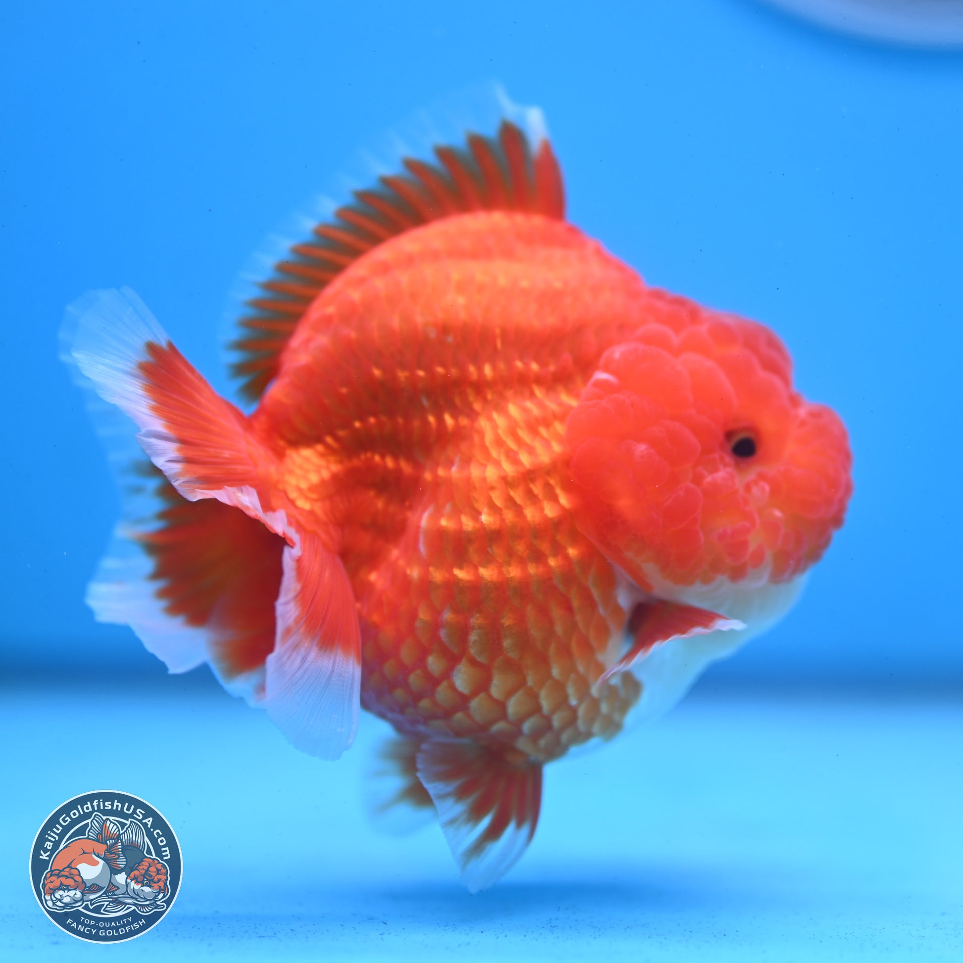 Red White YuanBao Oranda 3.5 inches Body - Female (250103_OR01) - Kaiju Goldfish USA