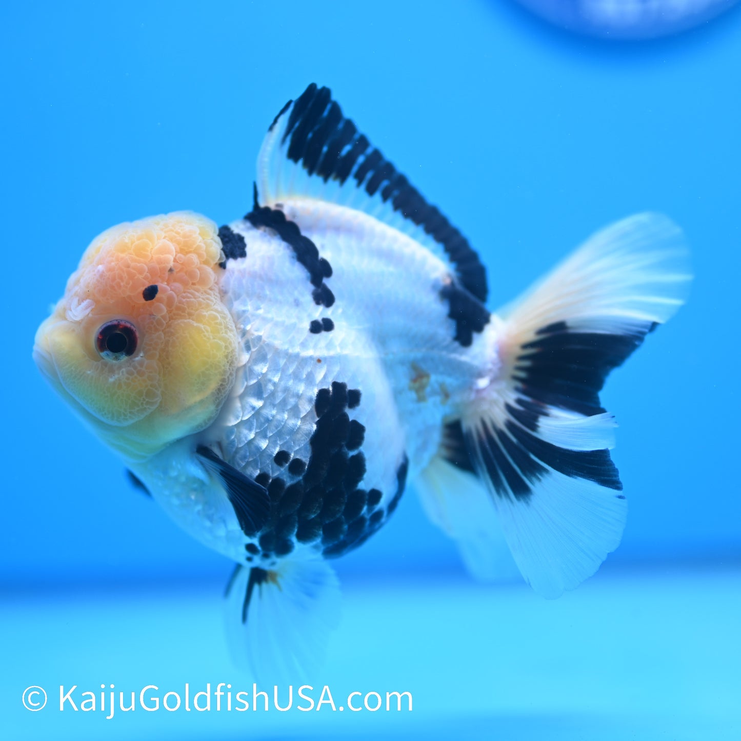 Panda Oranda 5 inches(240510_OR01) - Kaiju Goldfish USA