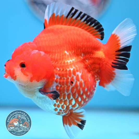 Jumbo Red White YuanBao Oranda 4.5 inches Body (250516_OR01)