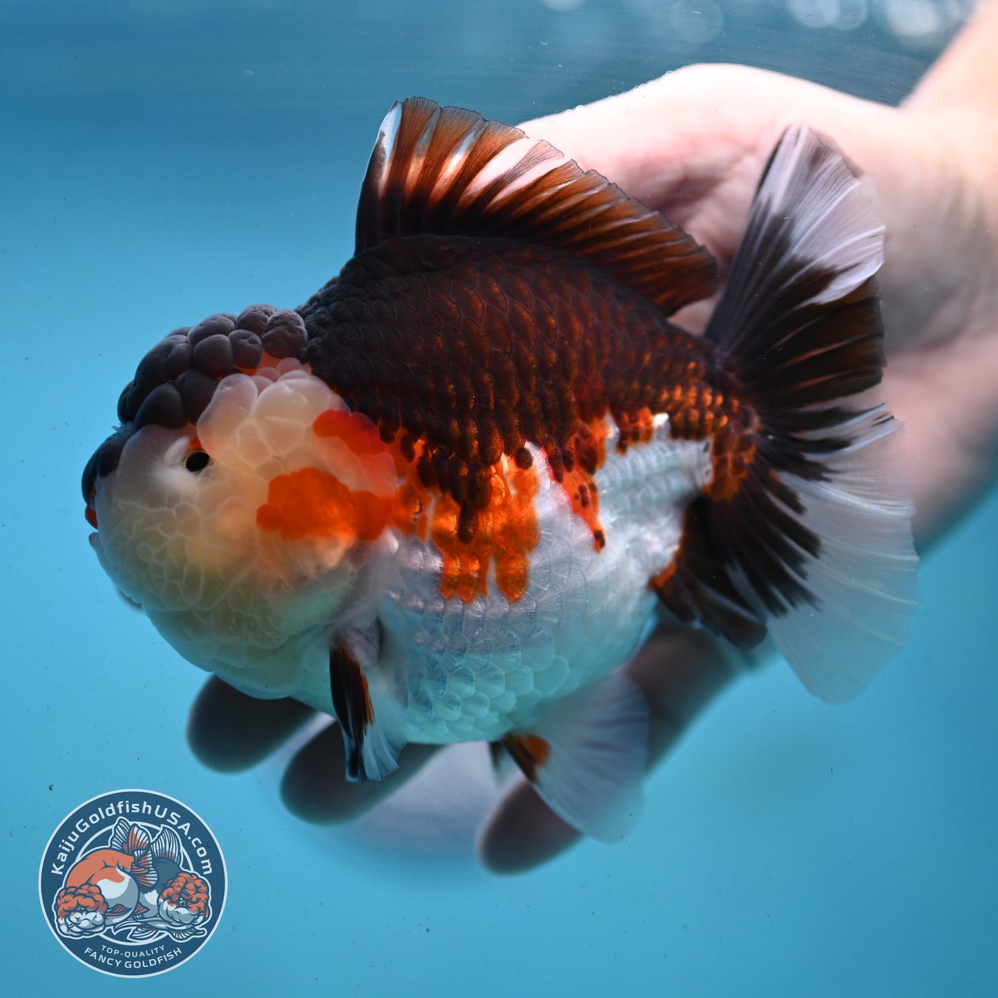 AAA Grade Tricolor Oranda 4.5 inch Body (250919_OR01)