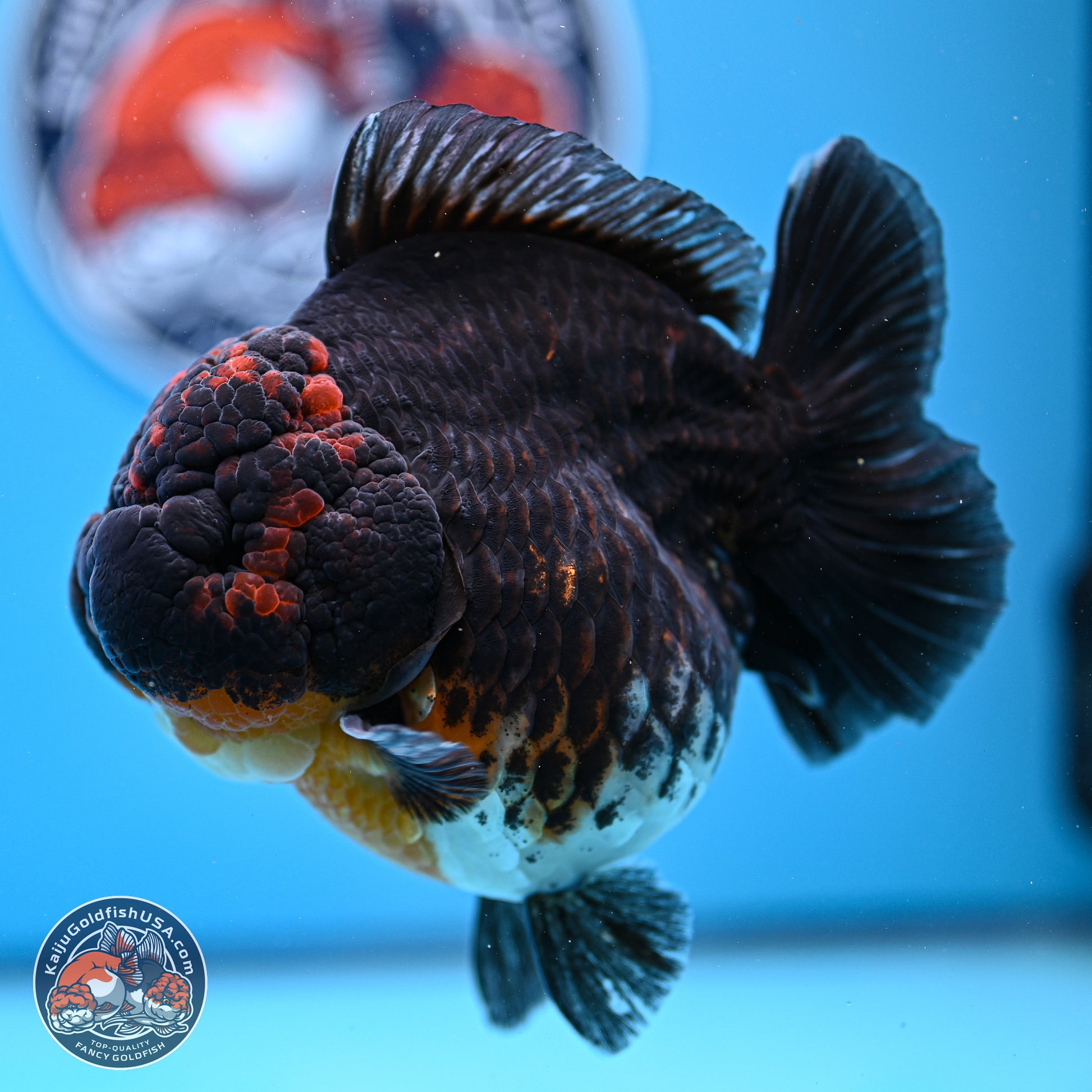 Jumbo Shogun Godzilla Kirin Oranda 5in Body (240823_OR1) - Overnight shipping only - Kaiju Goldfish USA