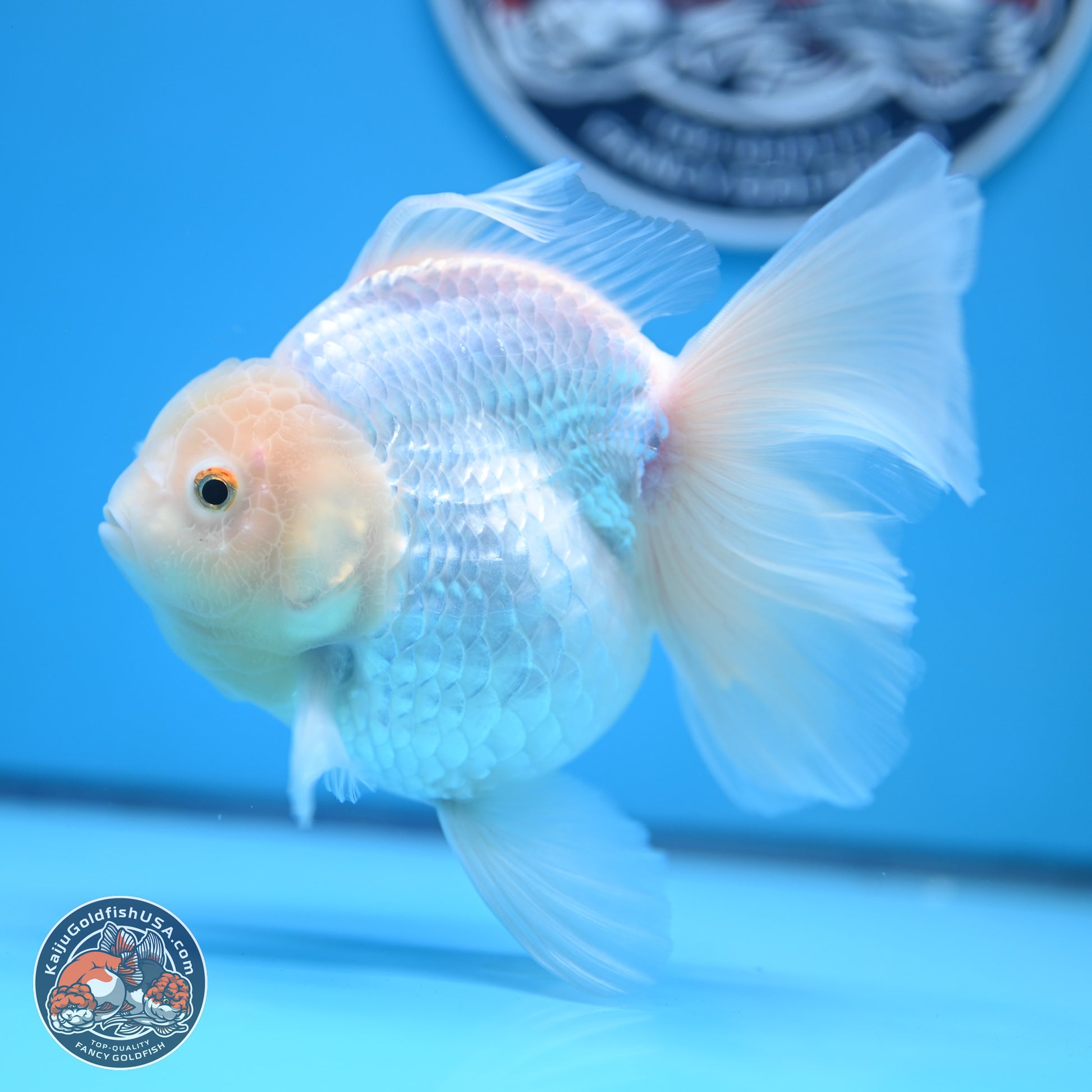 Snow White Rose Tail Oranda 4-7 inches (240906_OR01) - Kaiju Goldfish USA