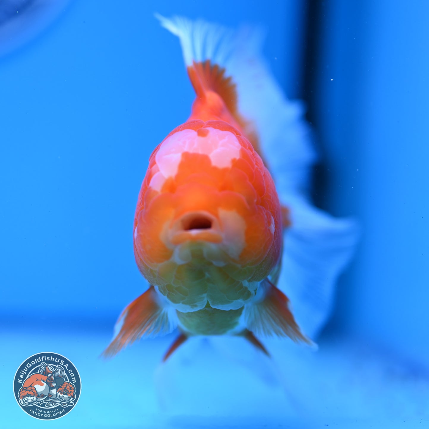 Jade Seal Red White Rose Tail Oranda 4-5 inches (240913_OR01) - Kaiju Goldfish USA