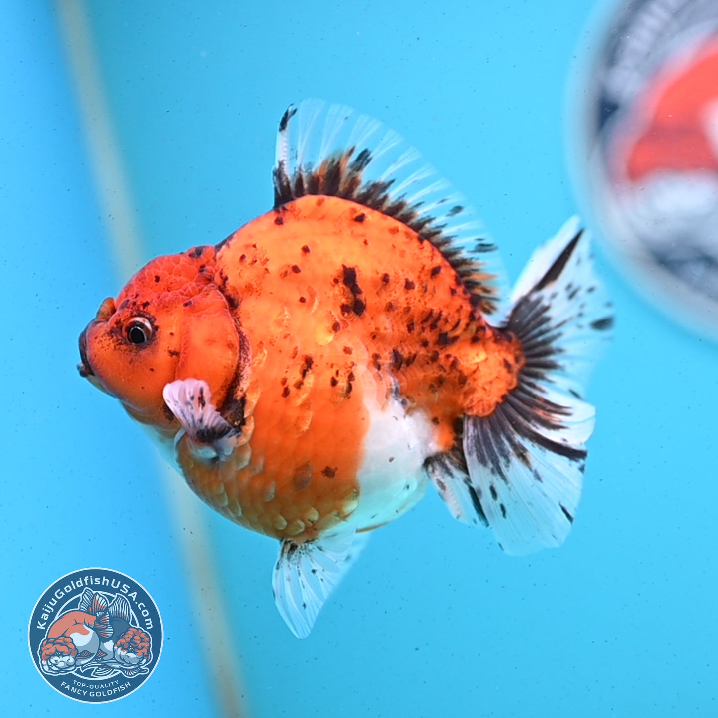 Shogun Tiger Oranda 3.8 inches Body - Female (250418_OR01)