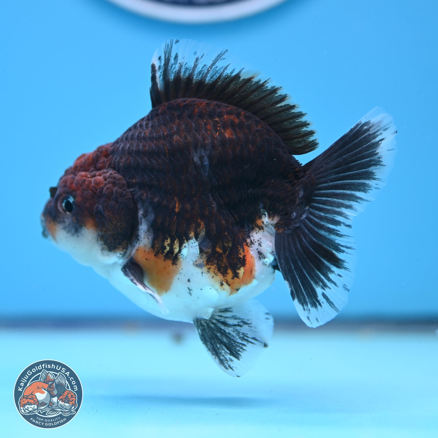 Shogun Kirin Oranda 3.5-4 inches (241004_OR01) - Kaiju Goldfish USA