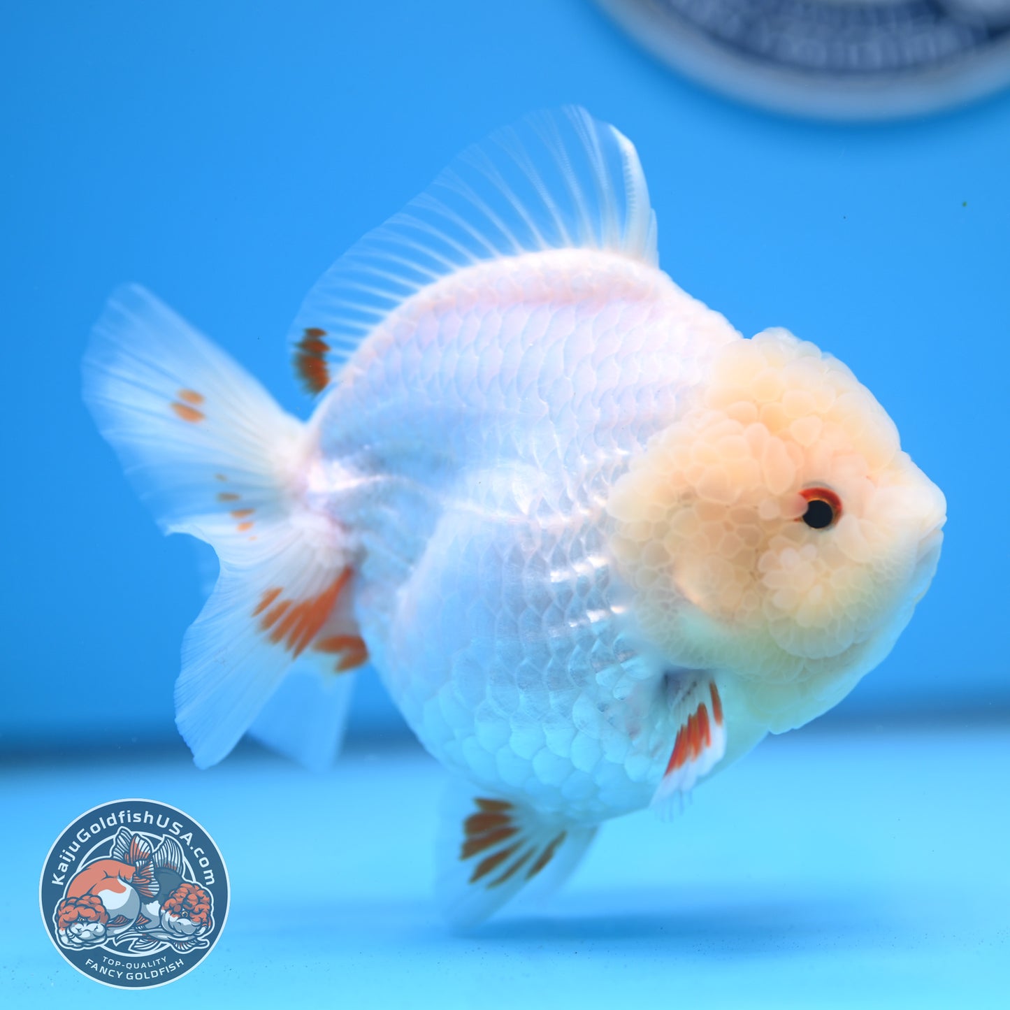 Jade Head Red White Oranda 4 inches Body (250523_OR01)