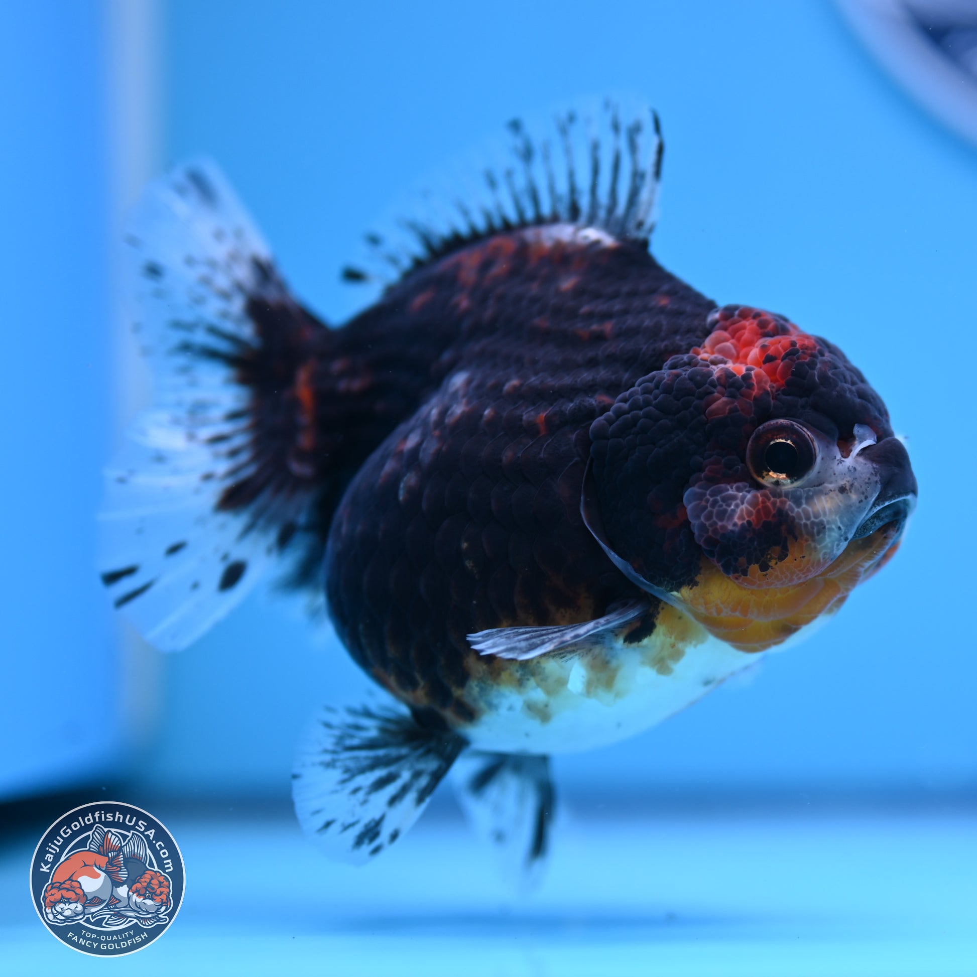 Shogun Kirin YuanBao Oranda 4in Body (240816_OR01) - Kaiju Goldfish USA