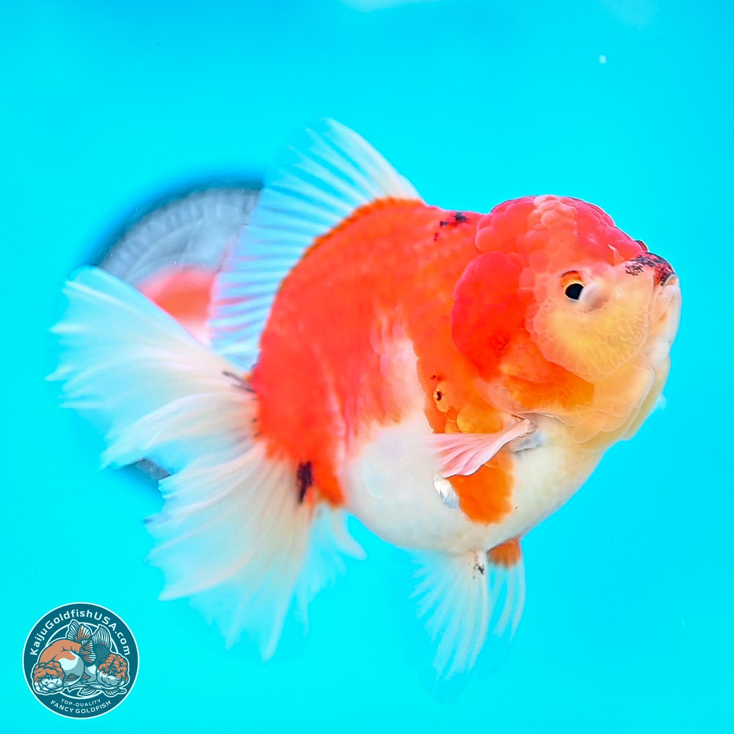 Tricolor Sakura Rose Tail Oranda 4 inches Body - Female (250214_OR01)