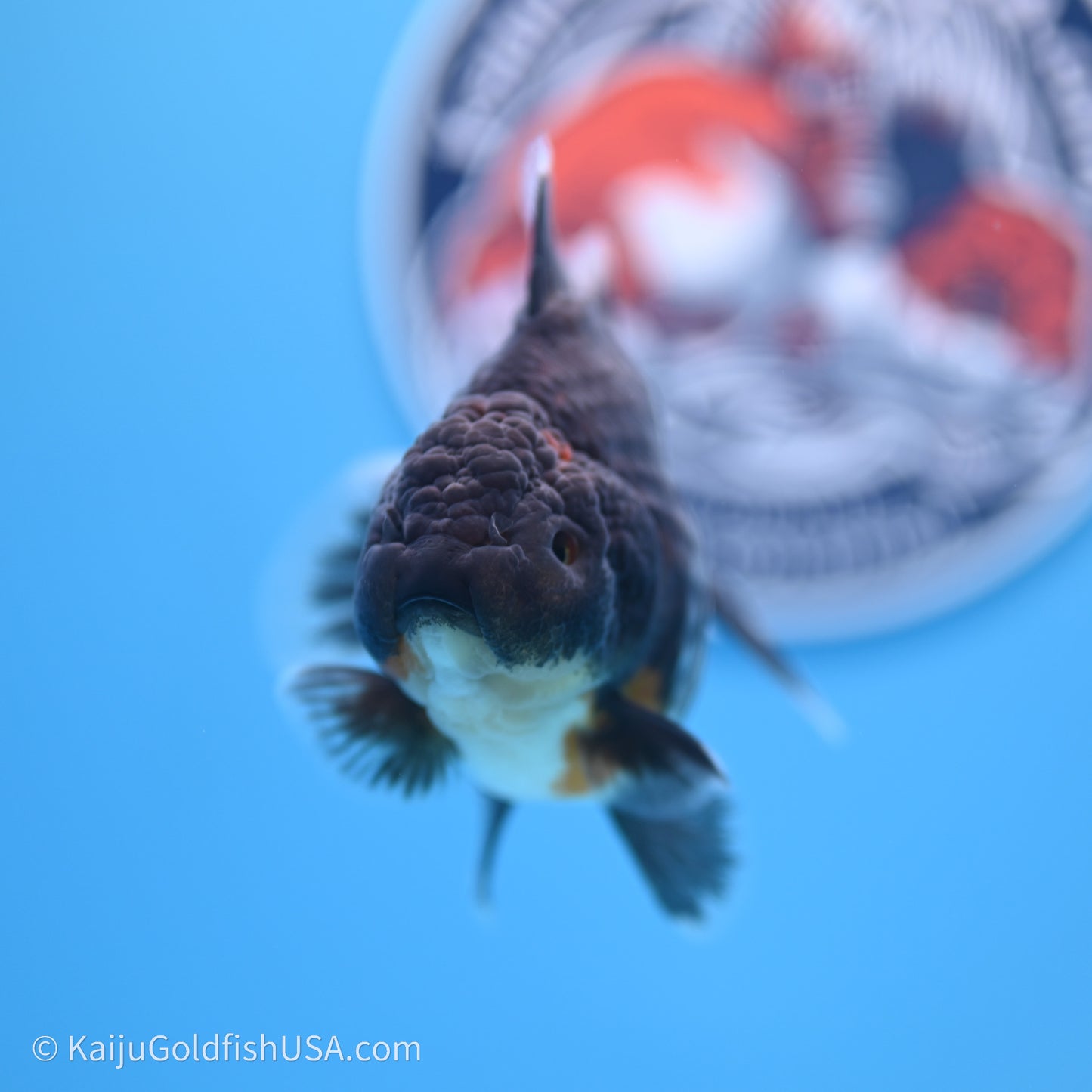 Shogun Godzilla Kirin Oranda 3.5in Body (240719_OR01) - Kaiju Goldfish USA