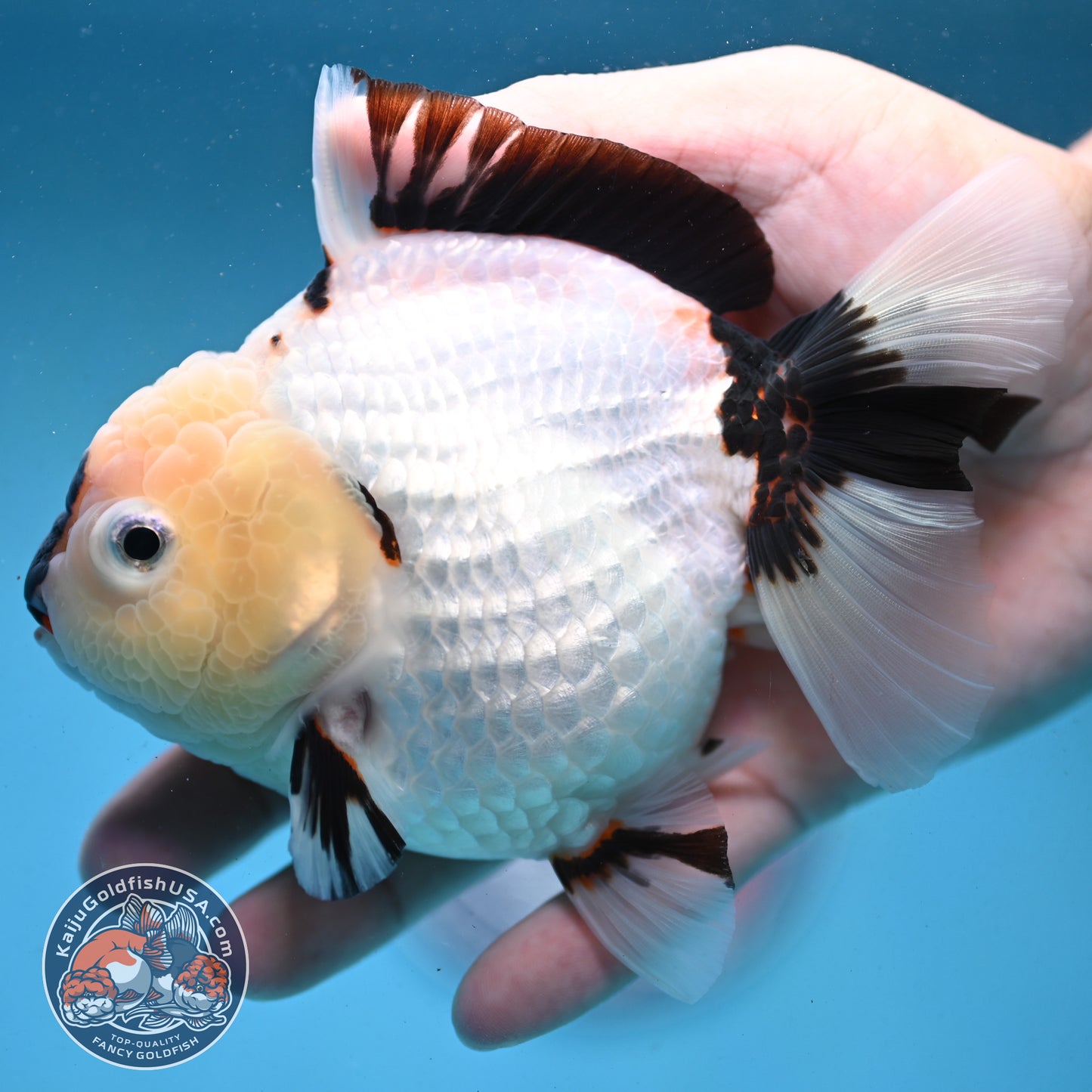 Panda Oranda 4 inch Body (251003_OR01)