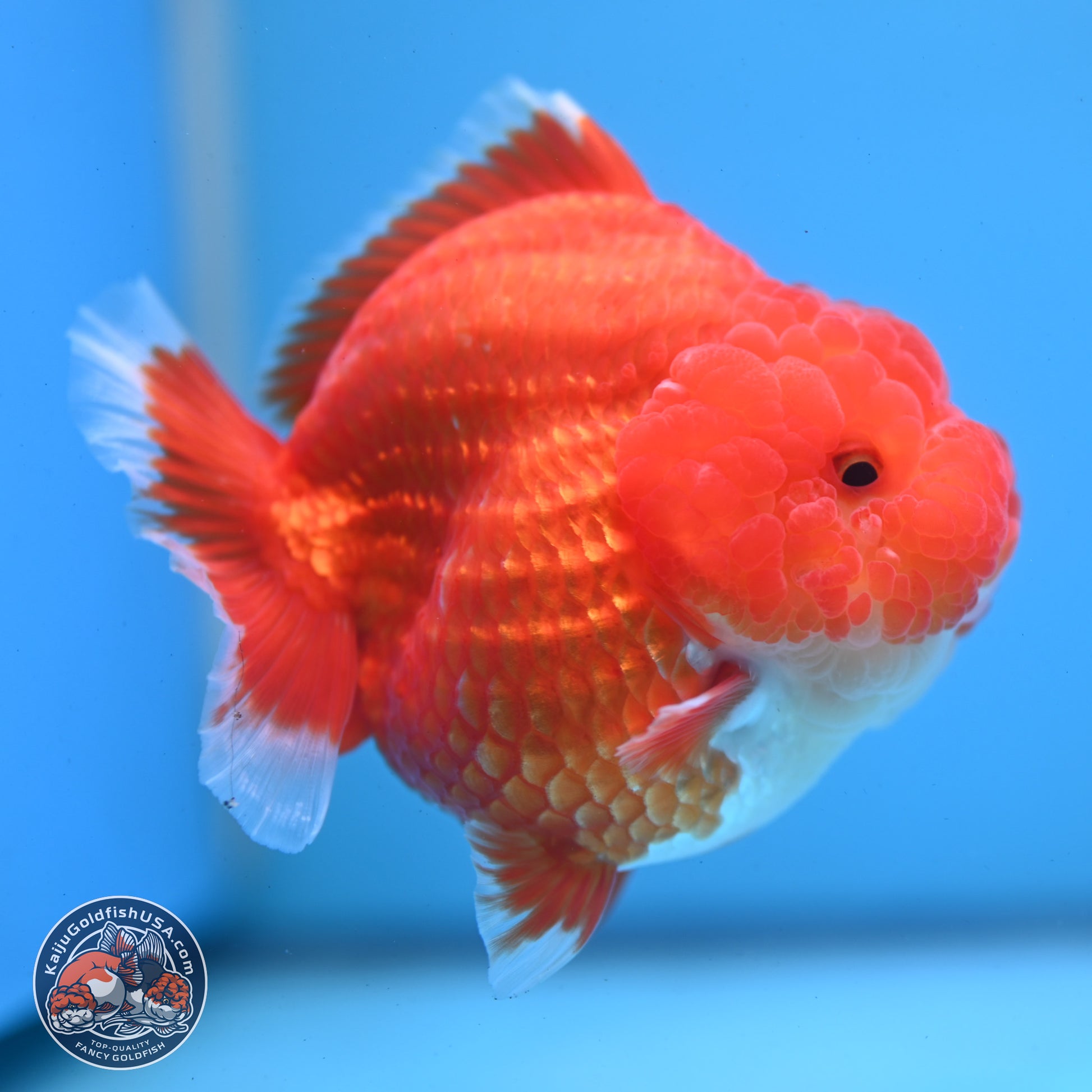 Red White YuanBao Oranda 3.5 inches Body - Female (250103_OR01) - Kaiju Goldfish USA